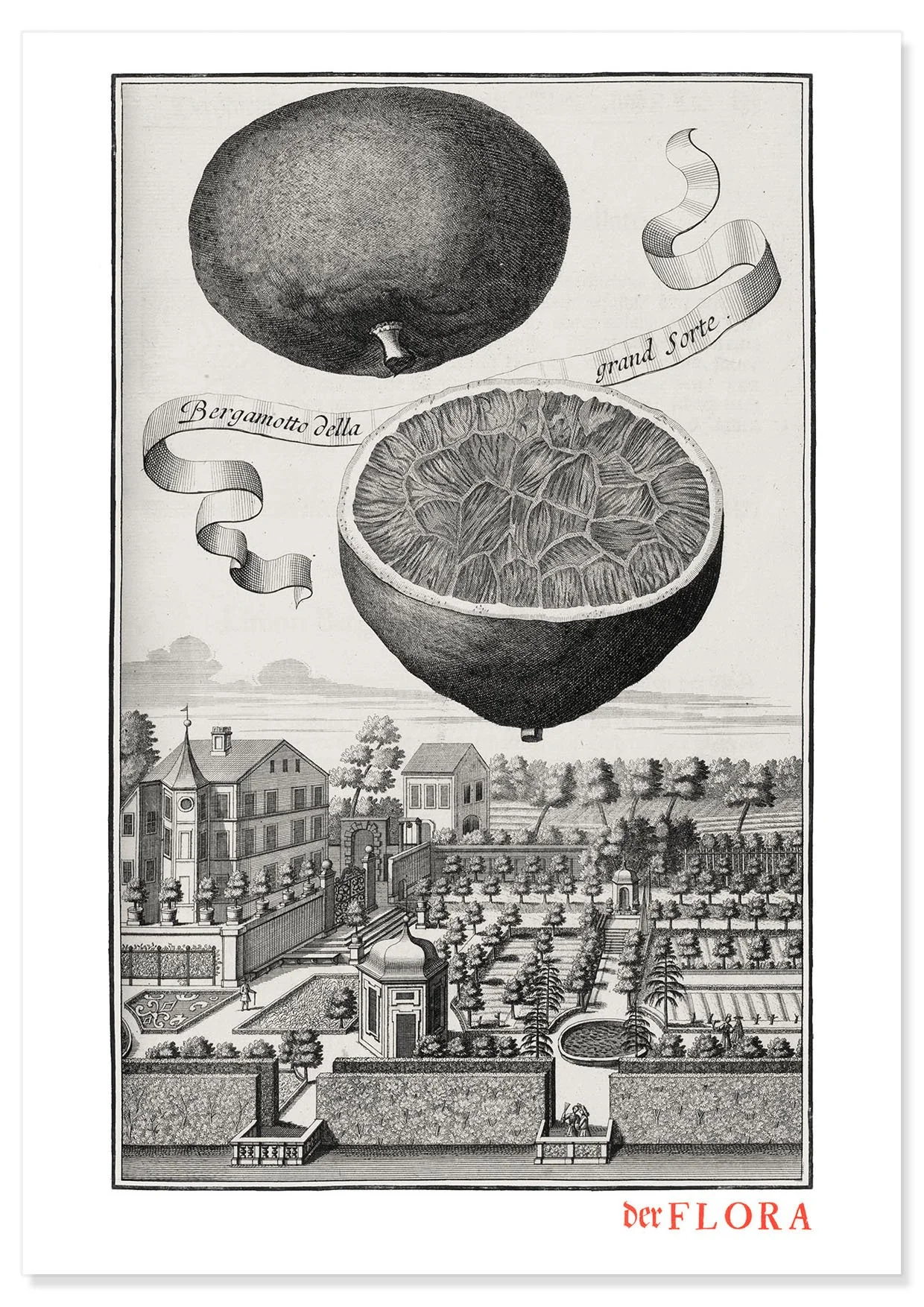 18th century copperplate illustration by Johann Volkamer of bitter bergamot citrus showing garden culture in Nuremberg, Germany.
