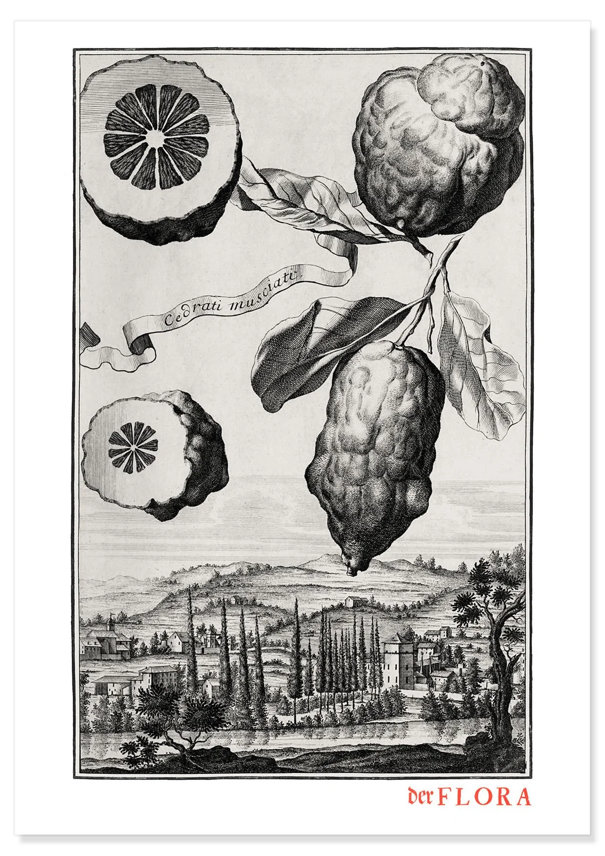 18th century copperplate illustration by Johann Volkamer of cedrati musciati showing garden culture in Nuremberg, Germany.