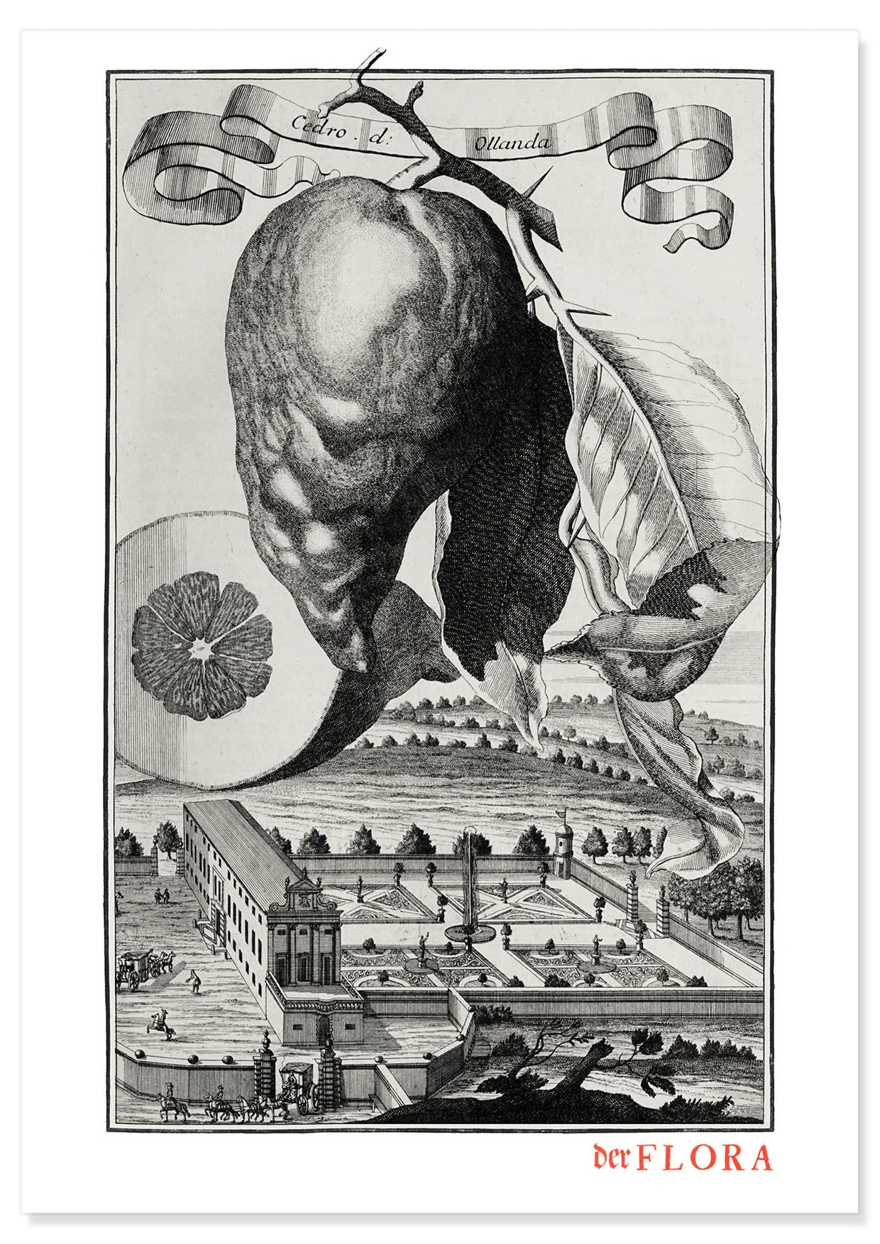 18th century copperplate illustration by Johann Volkamer of citron from Holland showing garden culture in Nuremberg, Germany.