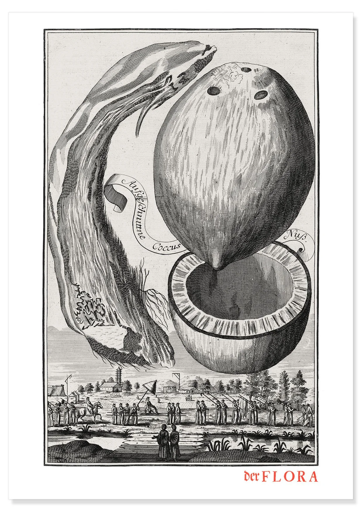 18th century copperplate illustration by Johann Volkamer of coconut showing garden culture in Nuremberg, Germany.