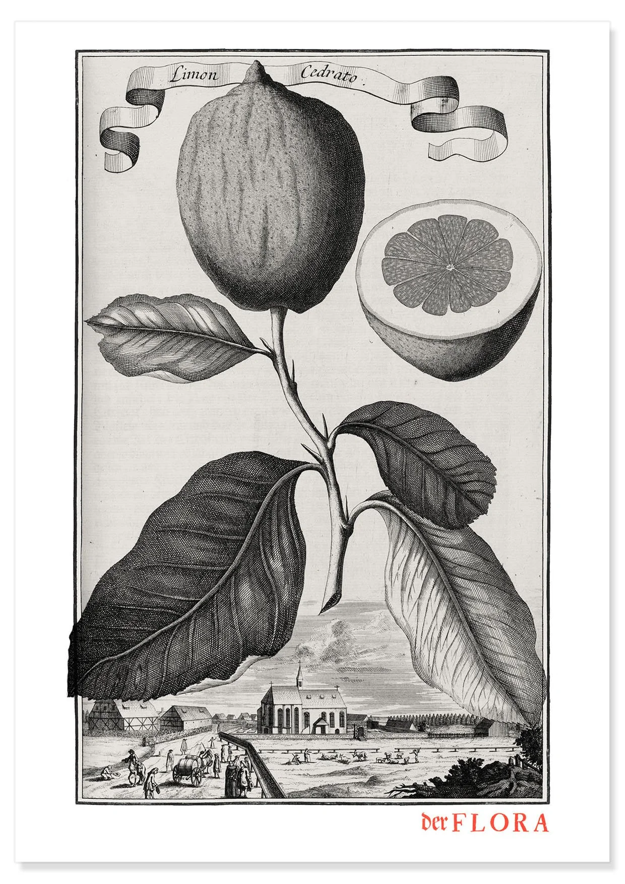 18th century copperplate illustration by Johann Volkamer of a cherry lemon showing garden culture in Nuremberg, Germany.