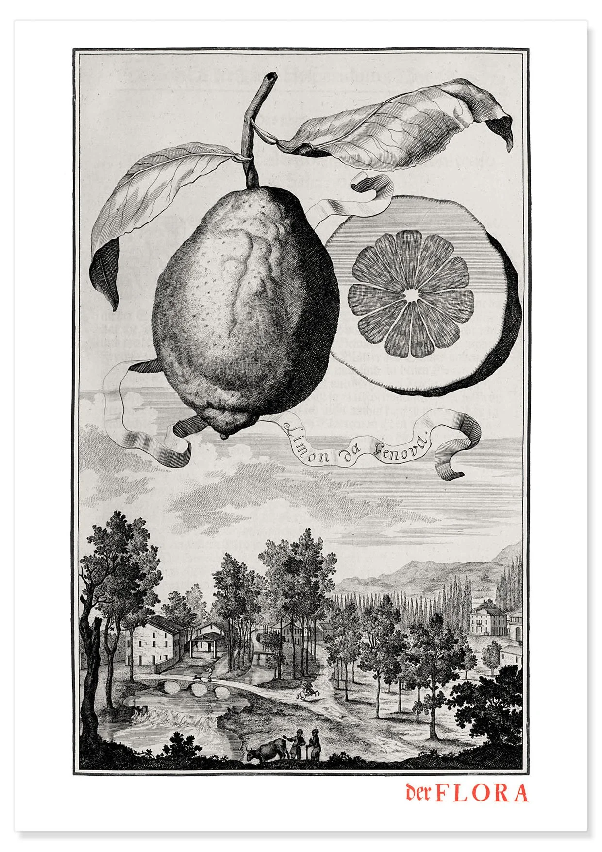 18th century copperplate illustration by Johann Volkamer of a Genoa lemon showing garden culture in Nuremberg, Germany.