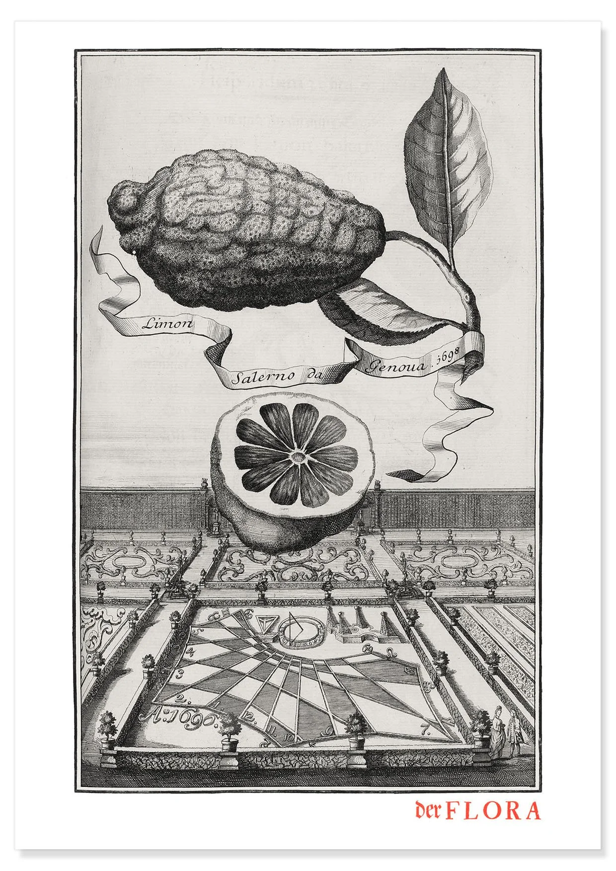 18th century copperplate illustration by Johann Volkamer of Salerno lemons showing garden culture in Nuremberg, Germany.