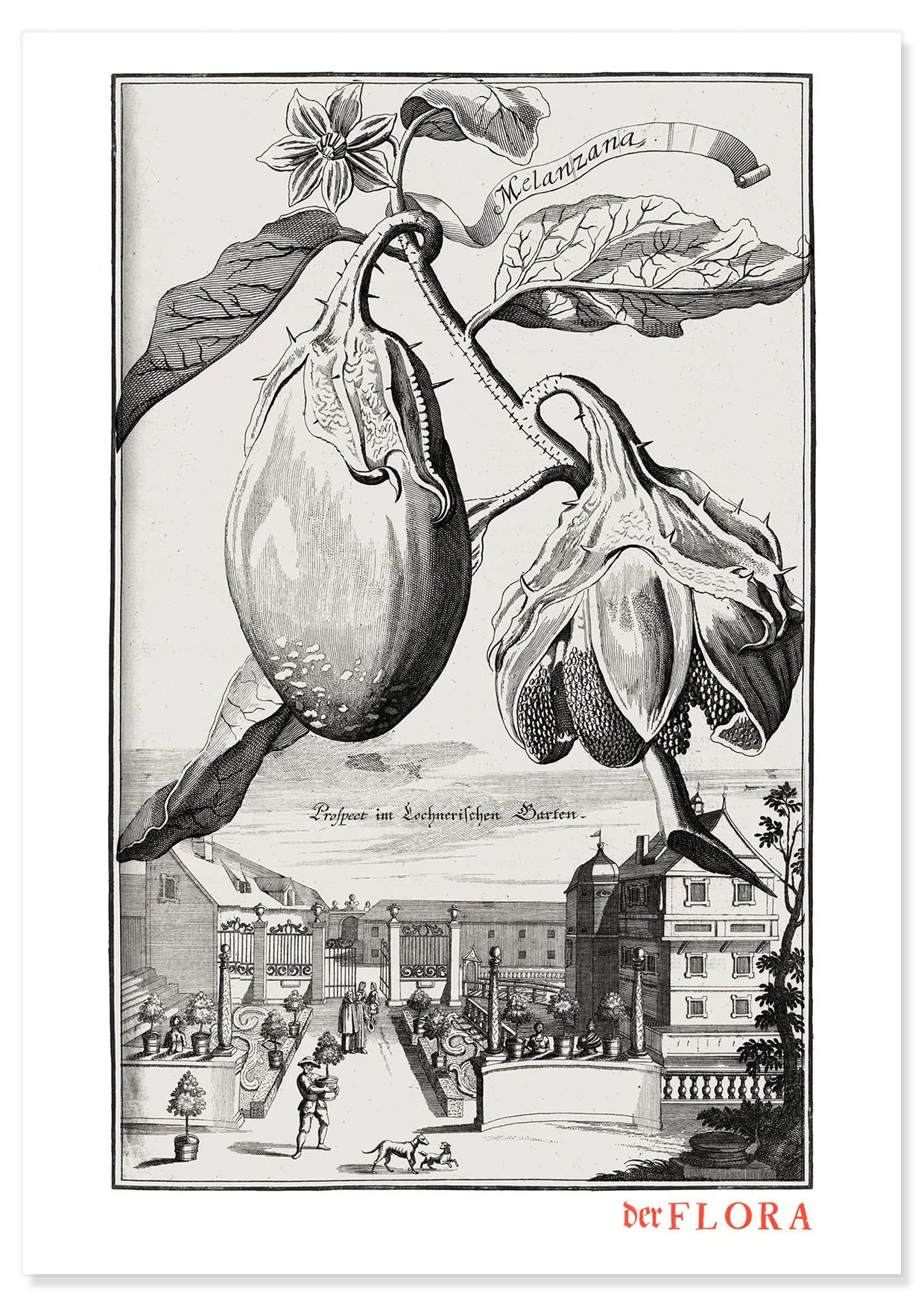 18th century copperplate illustration by Johann Volkamer of an aubergine showing garden culture in Nuremberg, Germany.