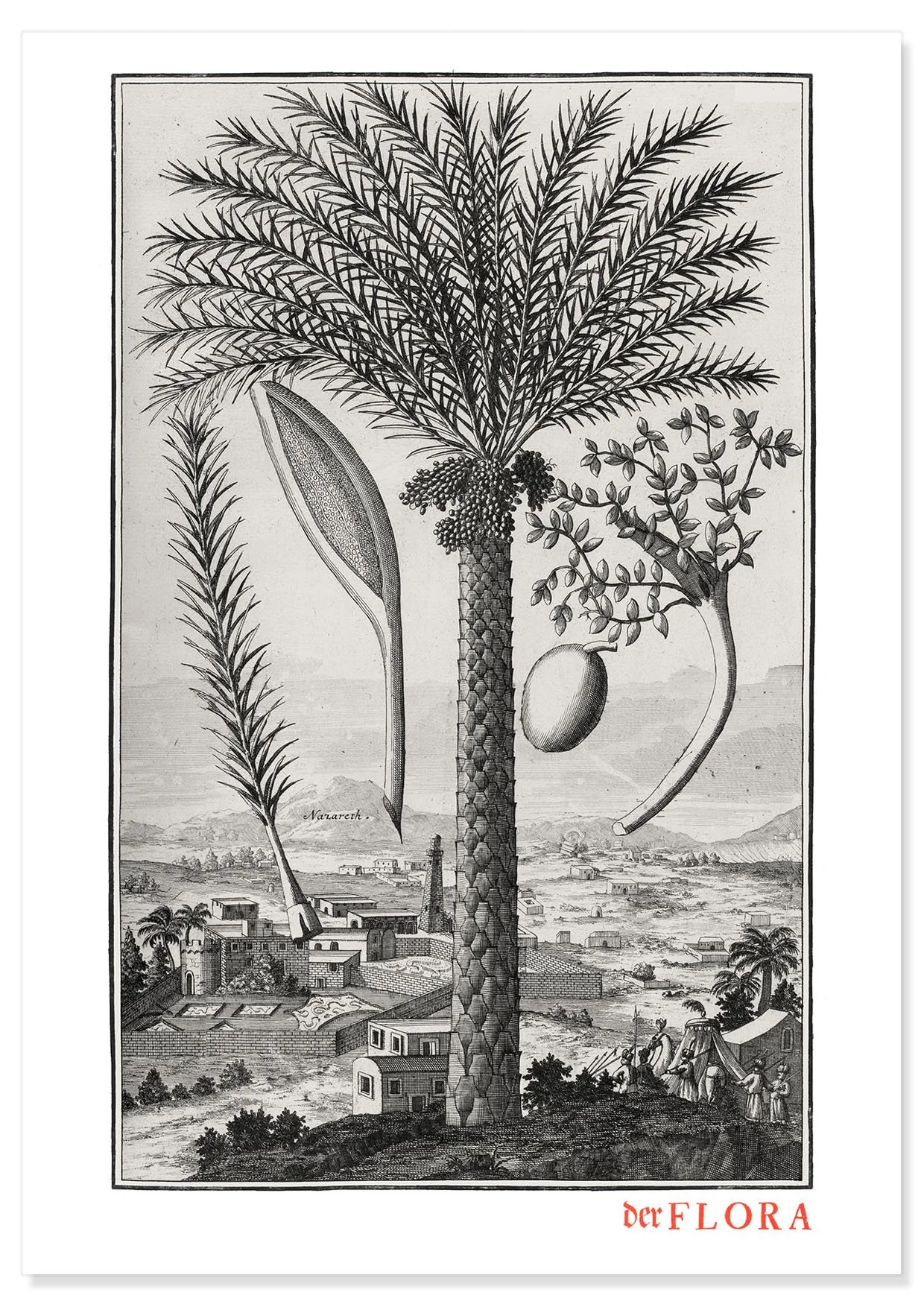 18th century copperplate illustration by Johann Volkamer of a Nazareth palm showing garden culture in Nuremberg, Germany.