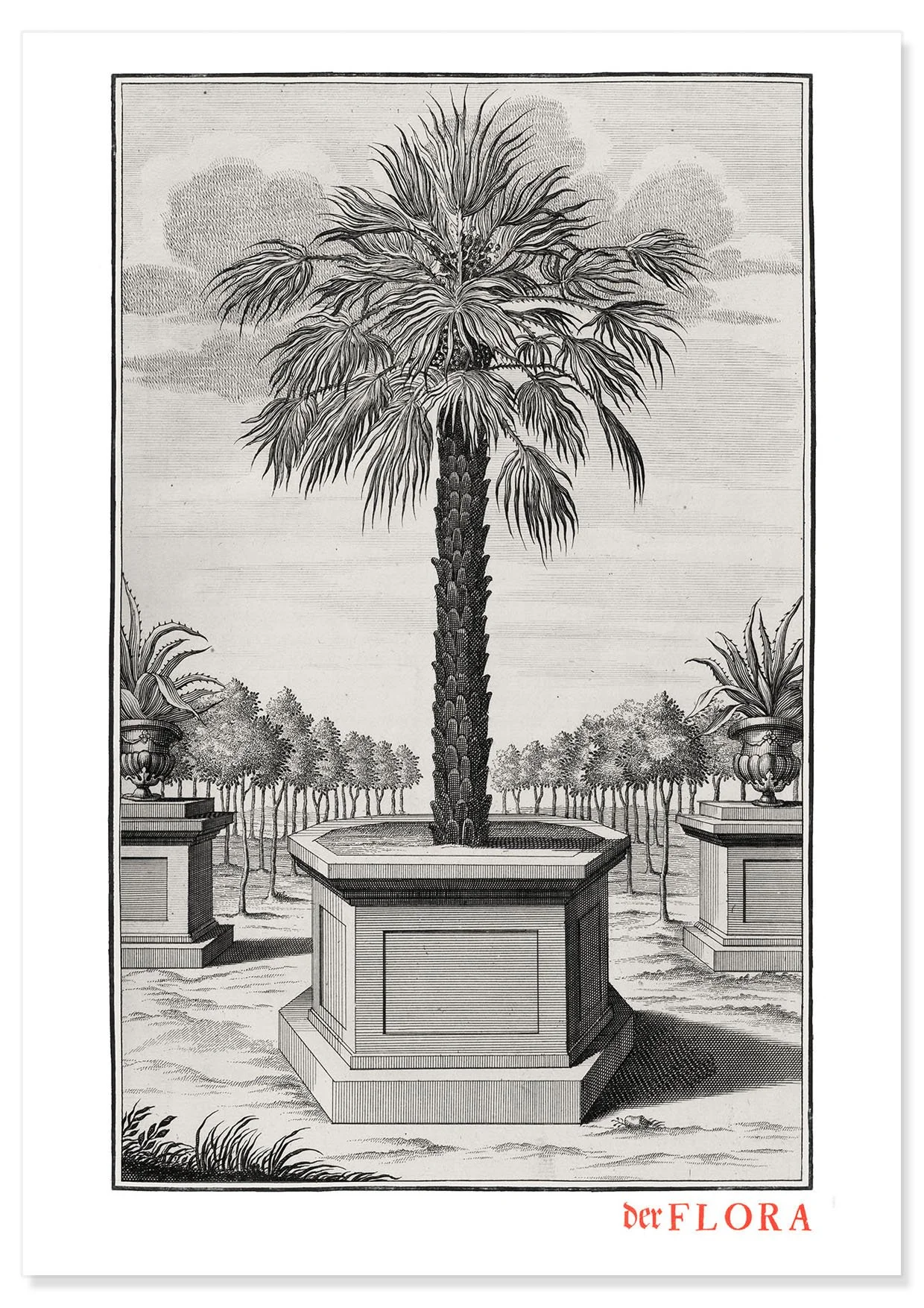 18th century copperplate illustration by Johann Volkamer of a palm showing garden culture in Nuremberg, Germany.