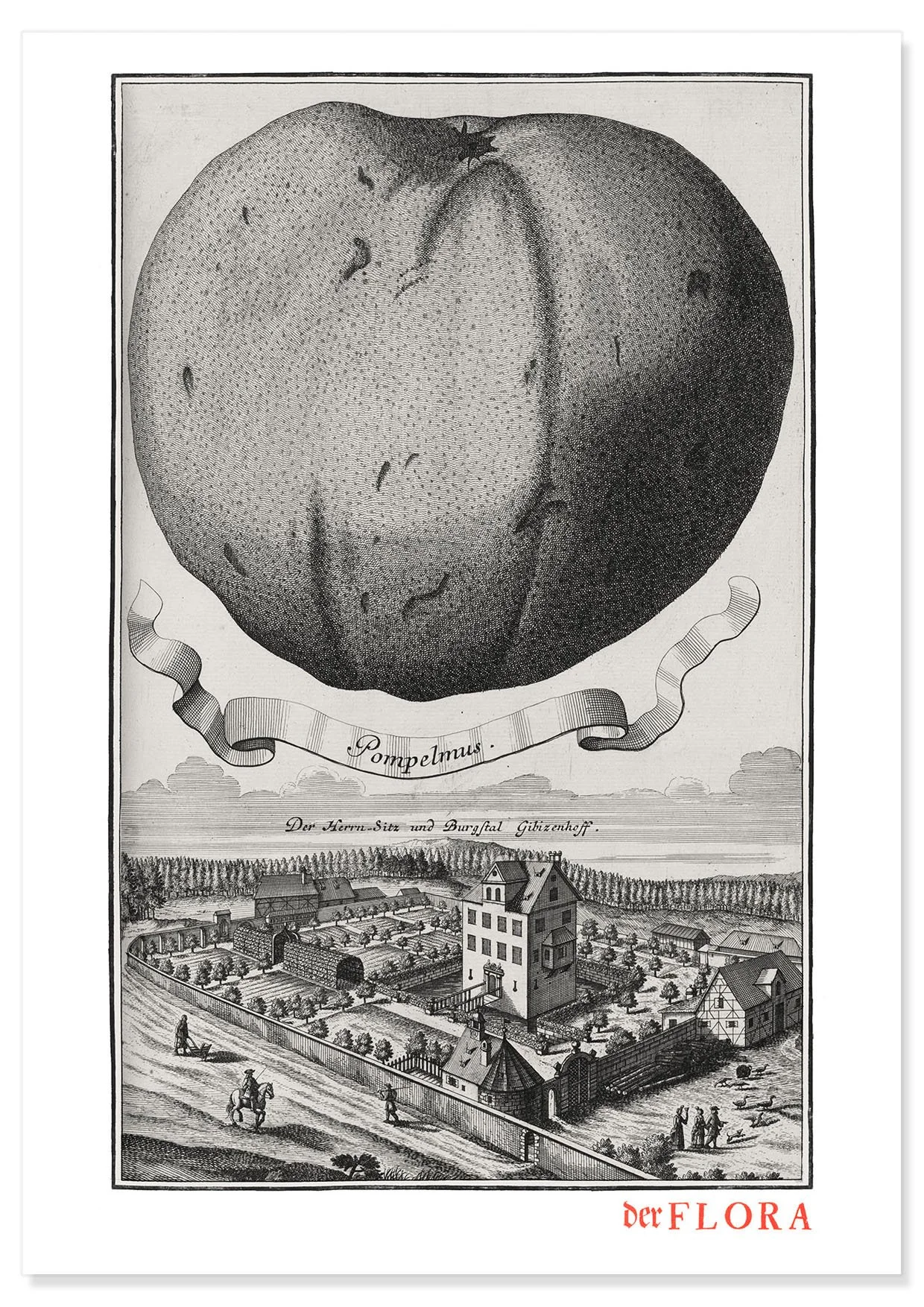 18th century copperplate illustration by Johann Volkamer of grapefruit (pompelmus) showing garden culture in Nuremberg, Germany.