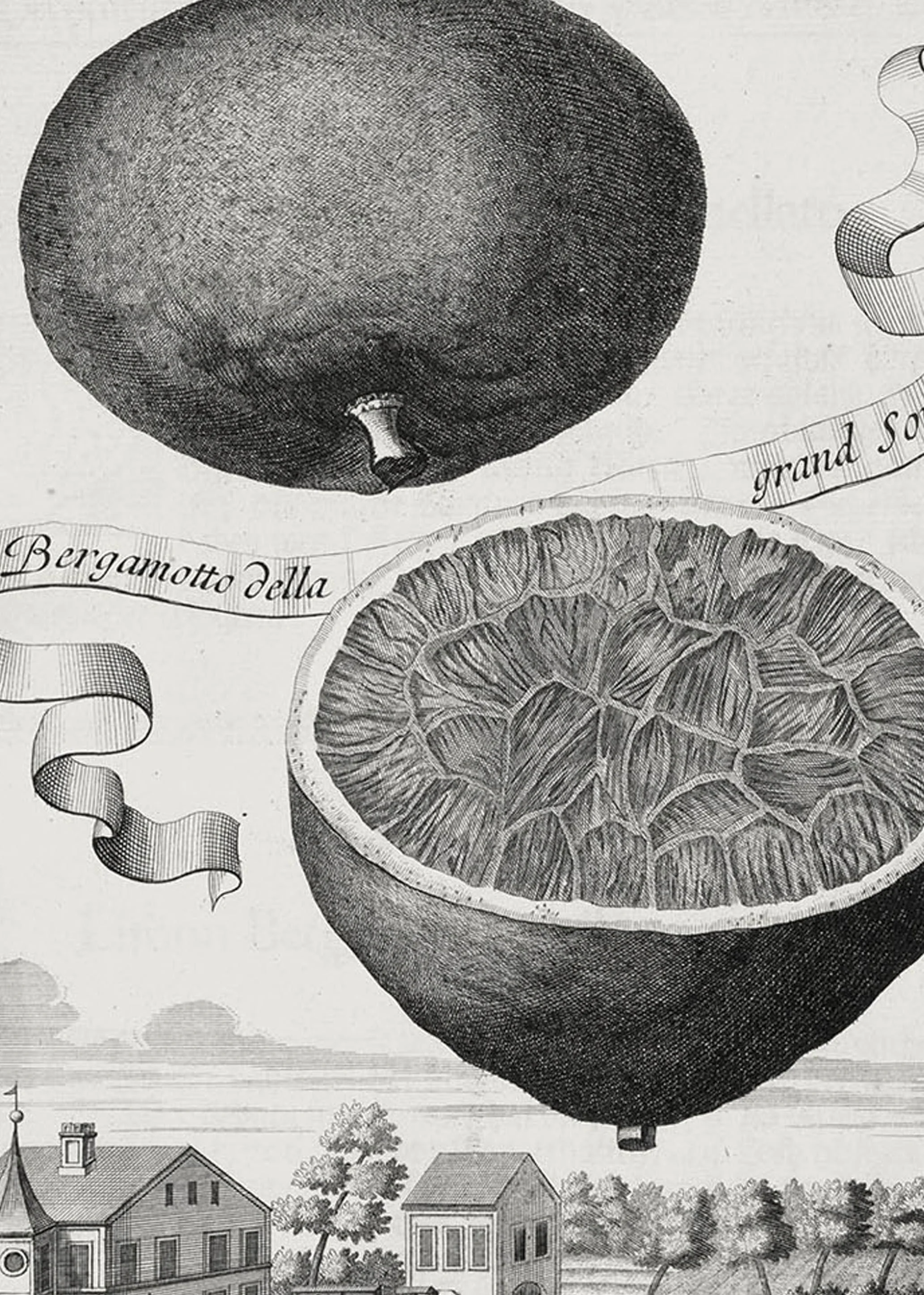 Zoom of illustration of bitter bergamot citrus by Johann Volkamer.