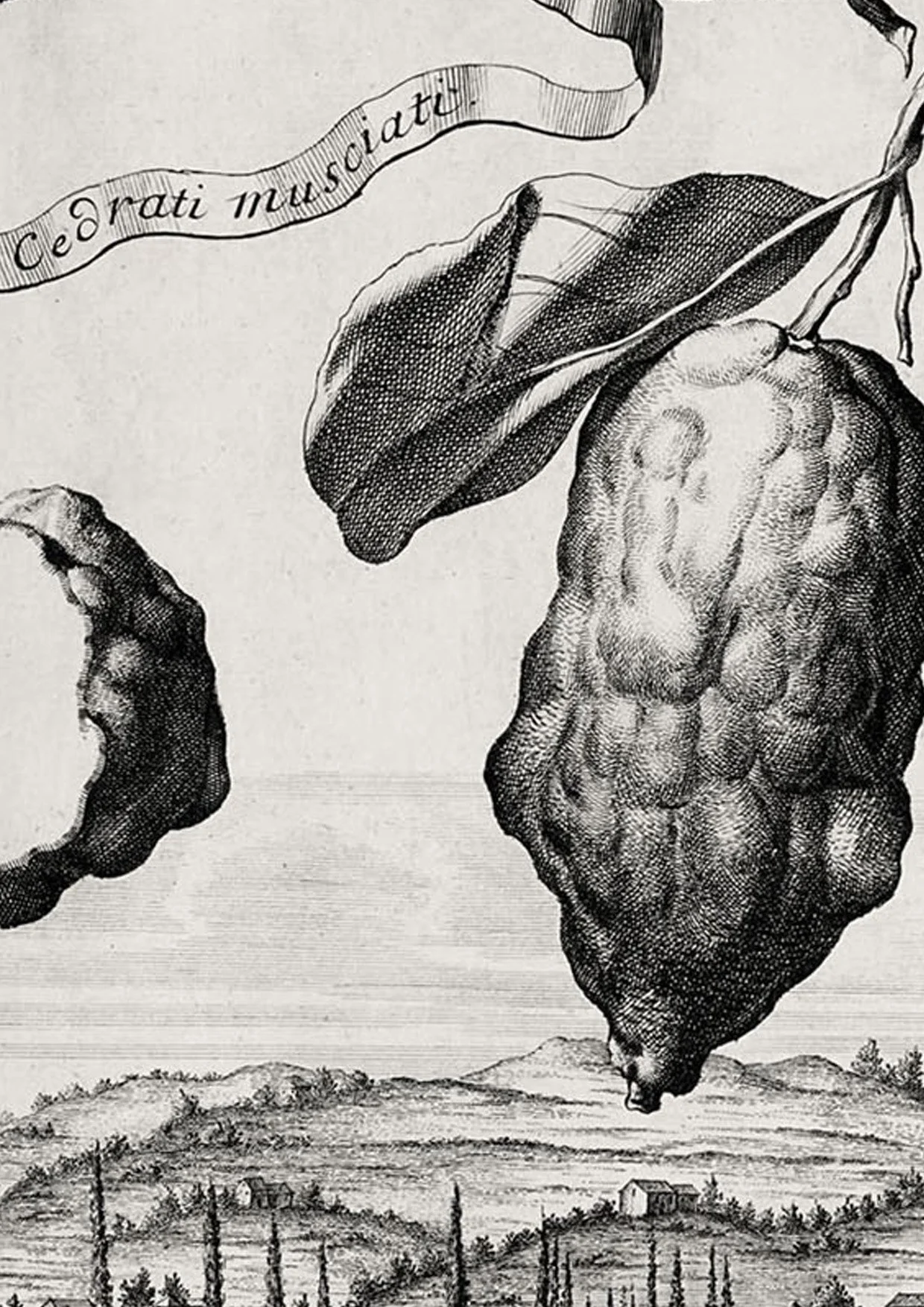 Zoom of illustration of cedrati musciati by Johann Volkamer.