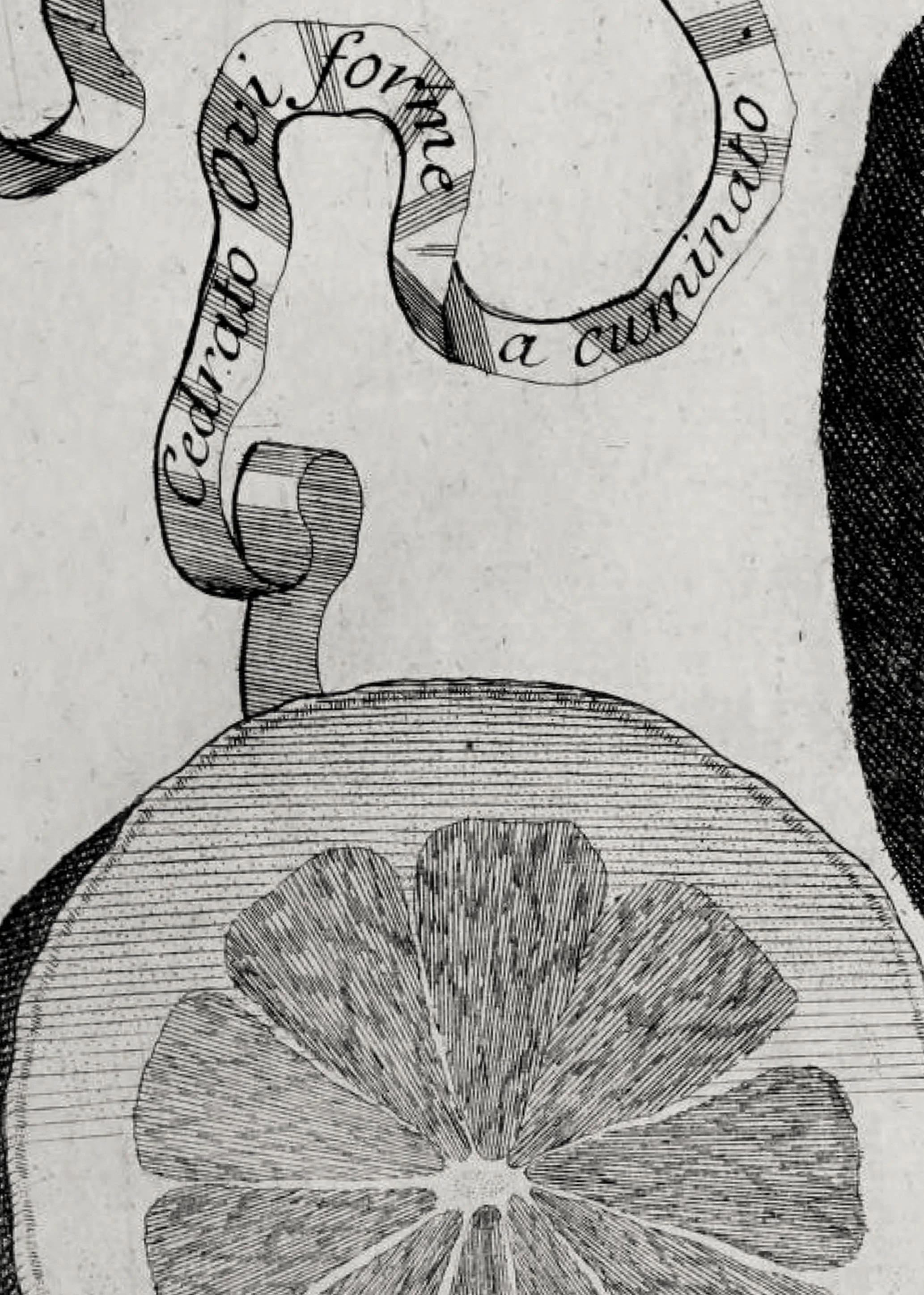 Zoom of illustration of citron in the shape of cumin by Johann Volkamer.