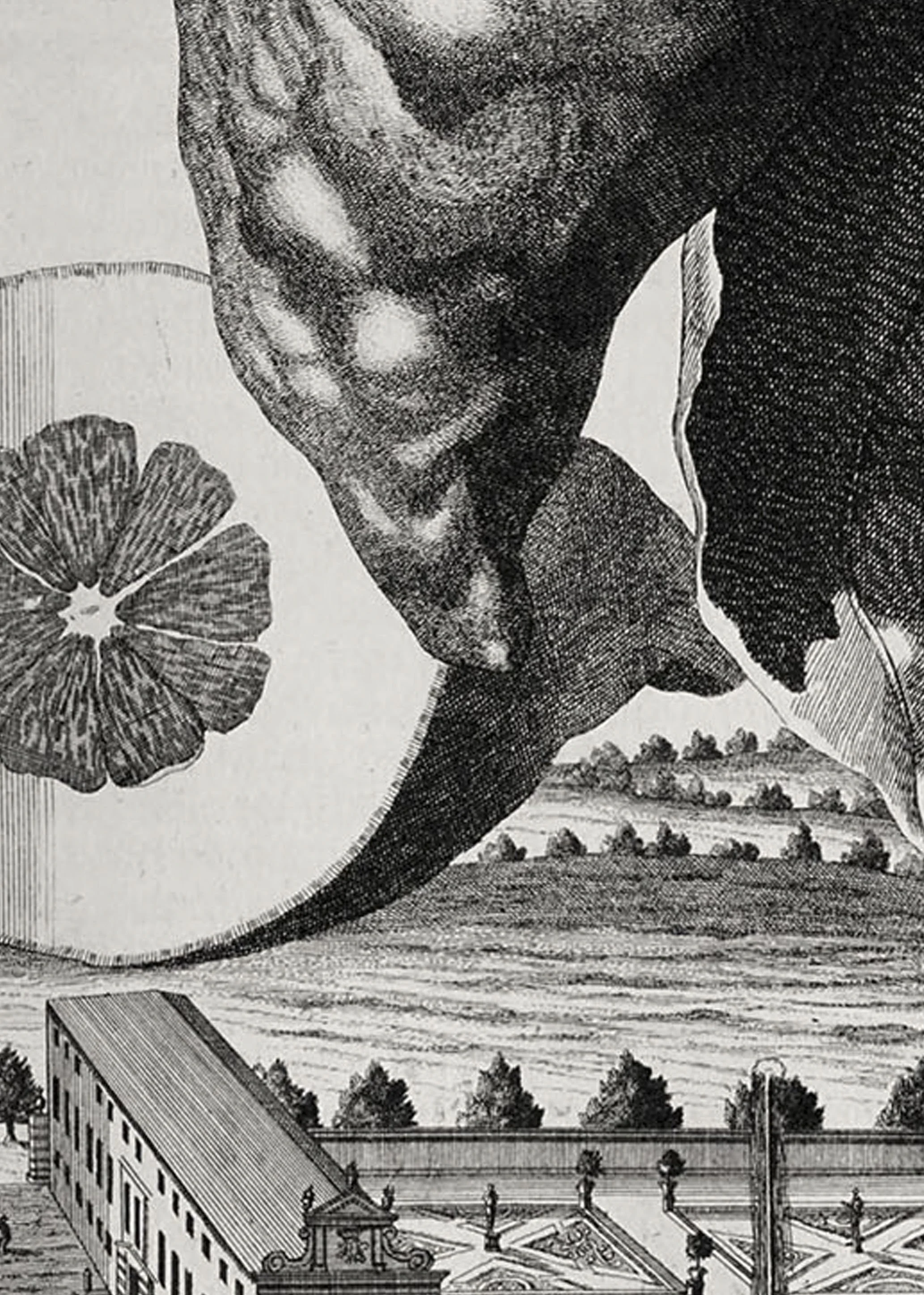 Zoom of illustration of citron from Holland by Johann Volkamer.
