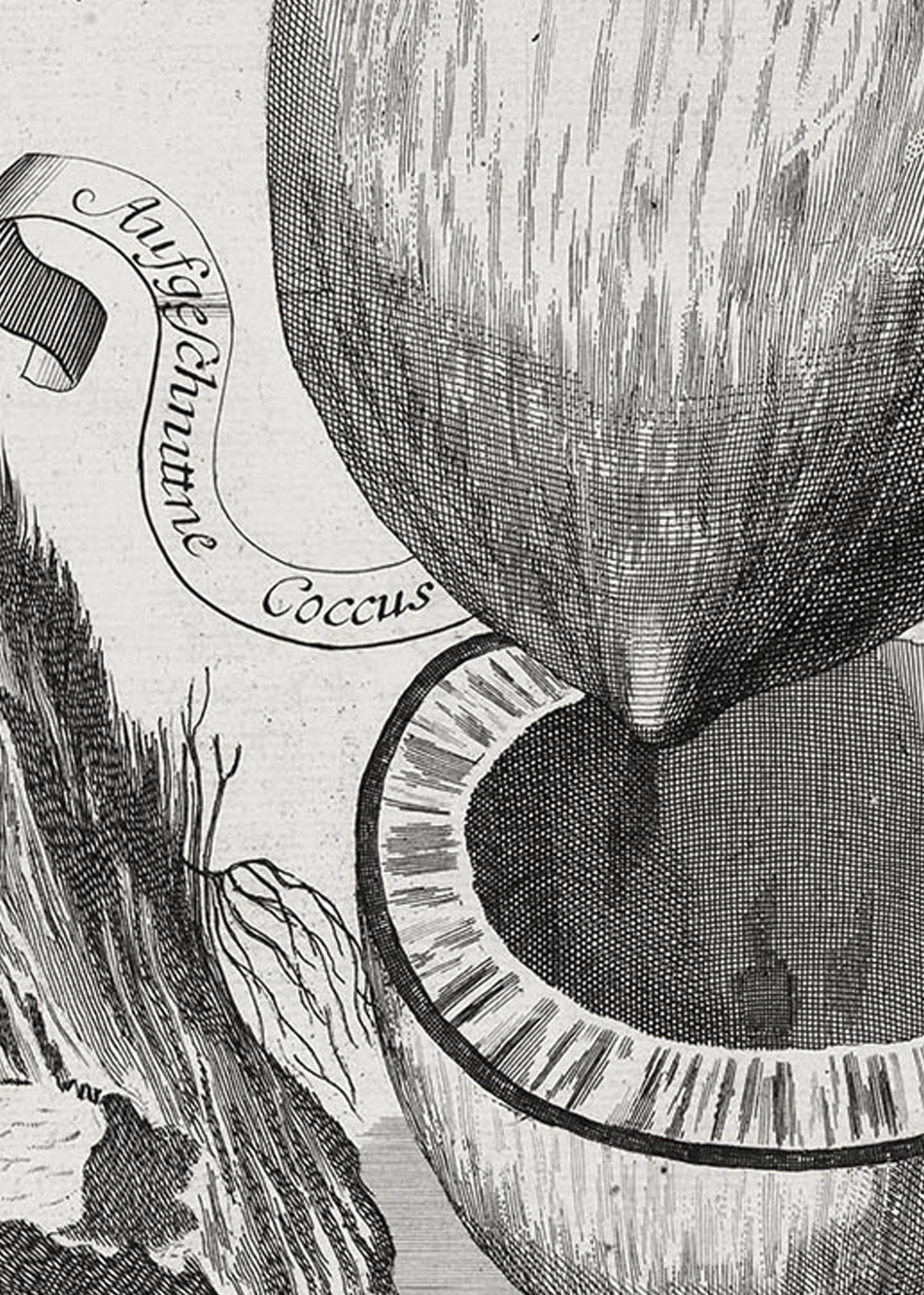 Zoom of illustration of coconut by Johann Volkamer.