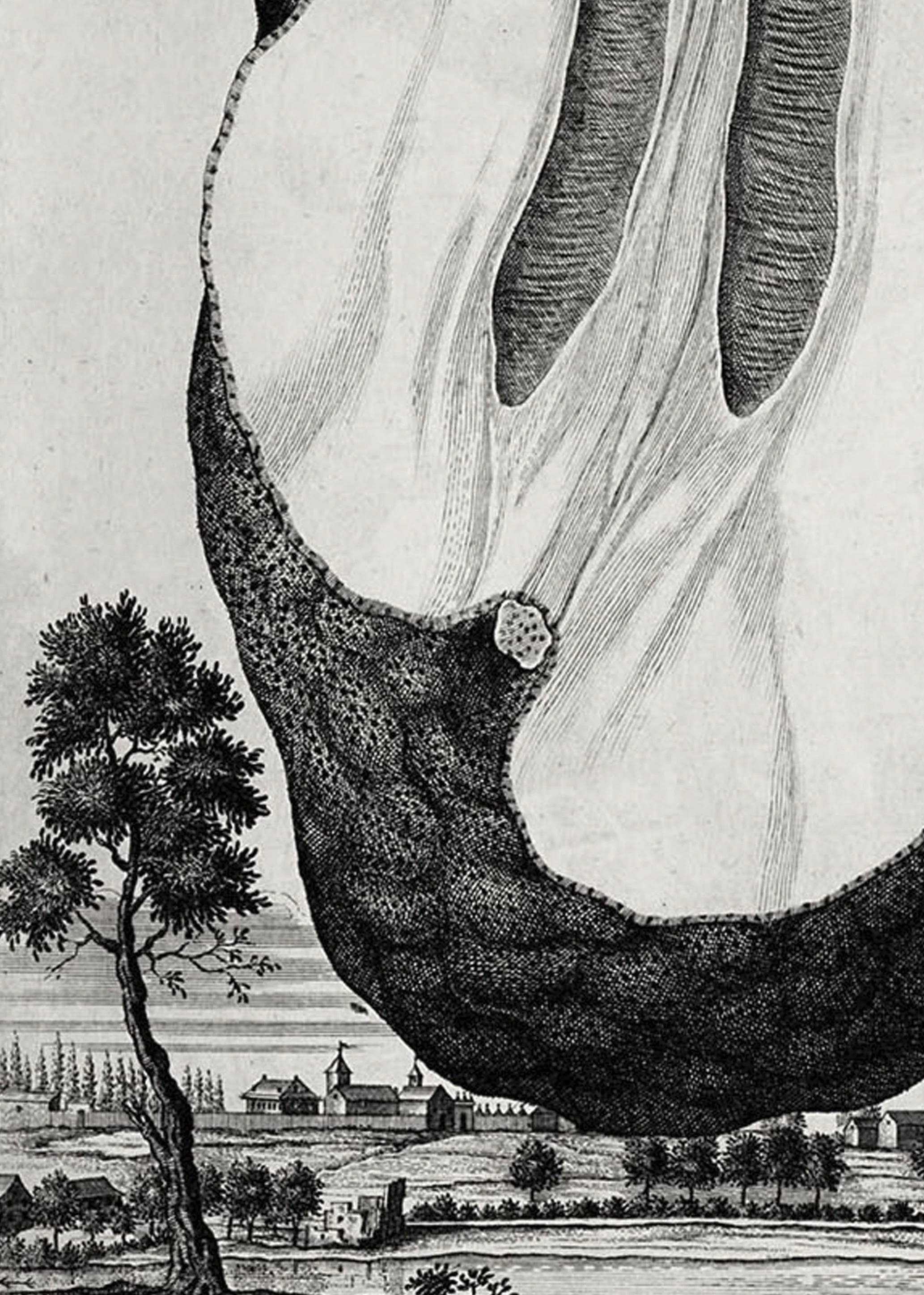 Zoom of illustration of the inner part of citrus by Johann Volkamer.