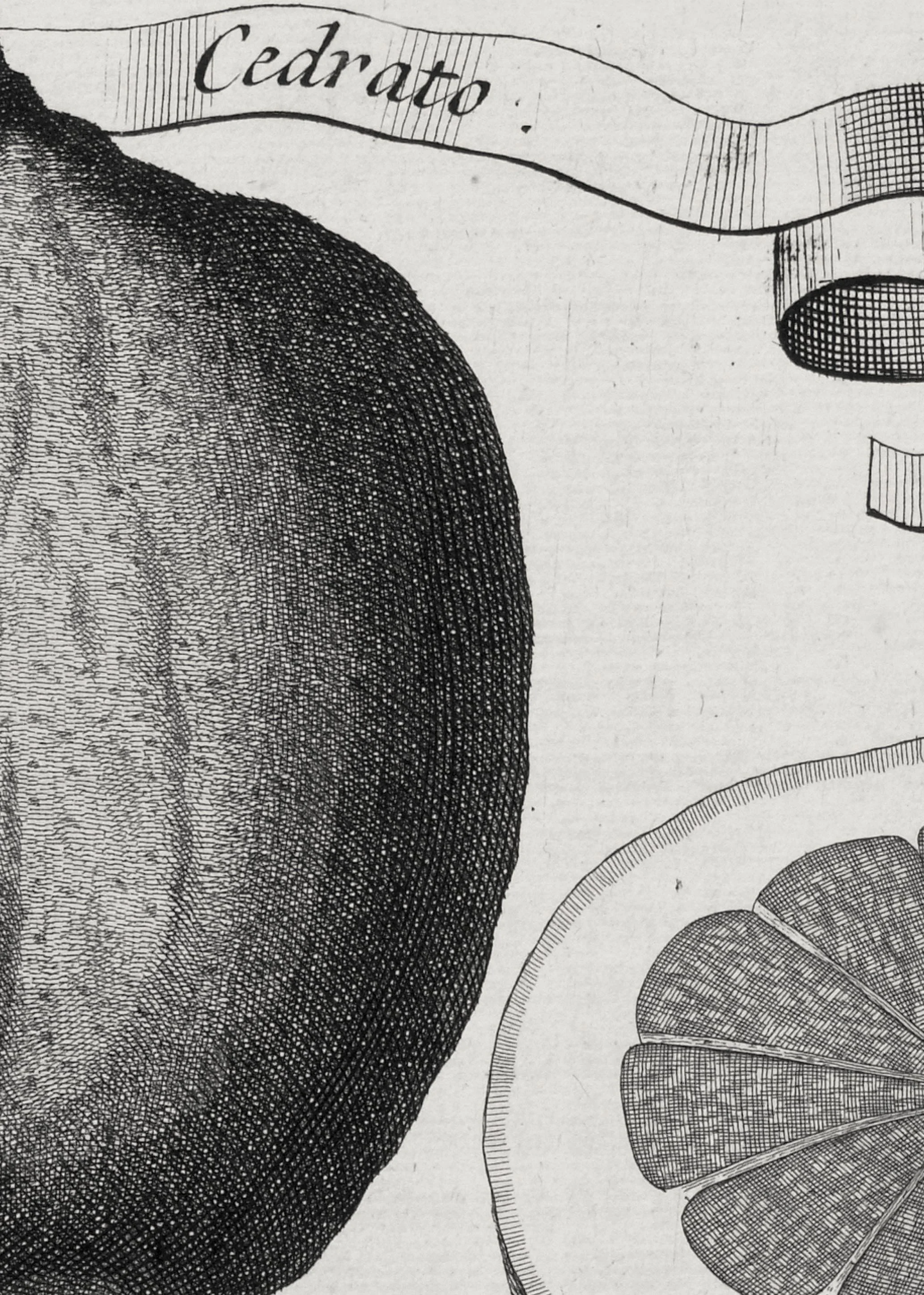 Zoom of illustration of a cherry lemon by Johann Volkamer.