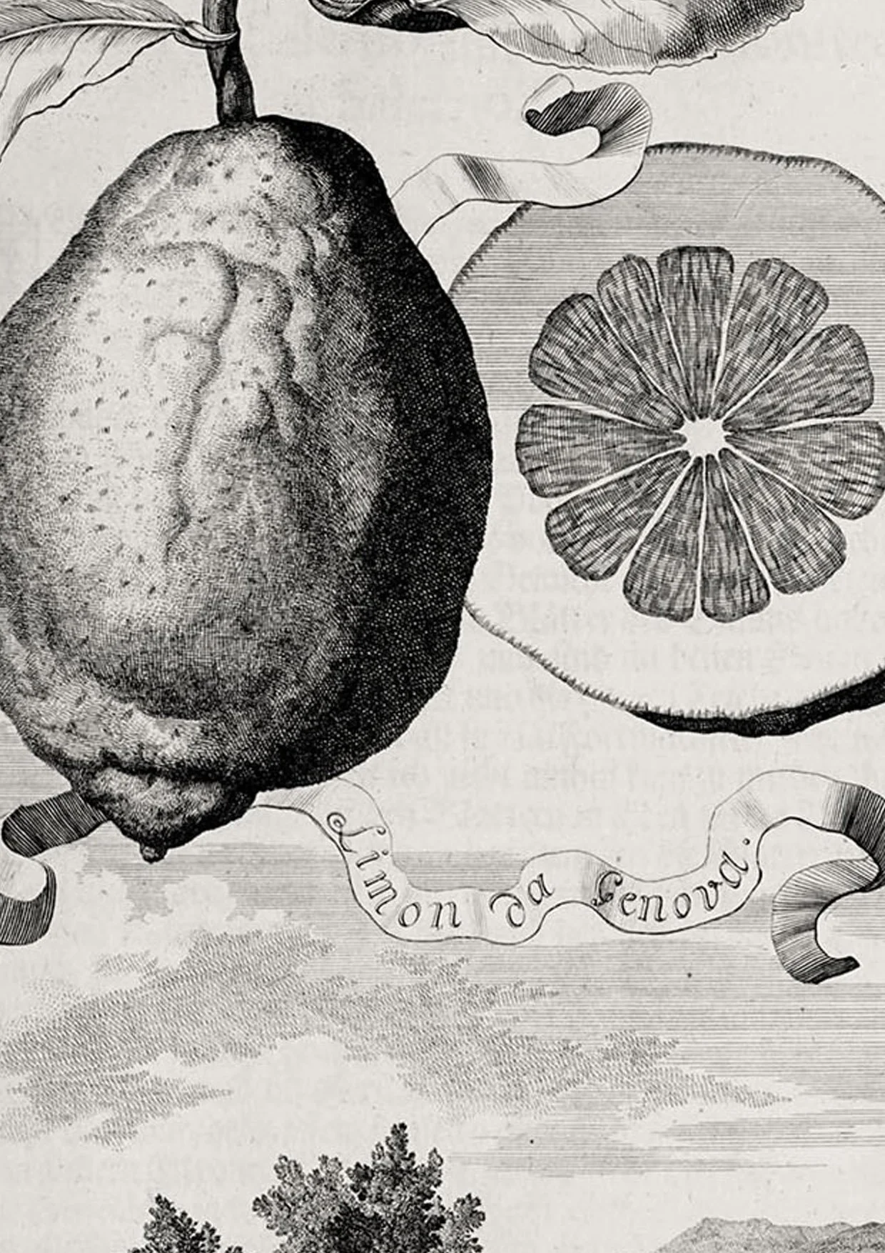 Zoom of illustration of a Genoa lemon by Johann Volkamer.