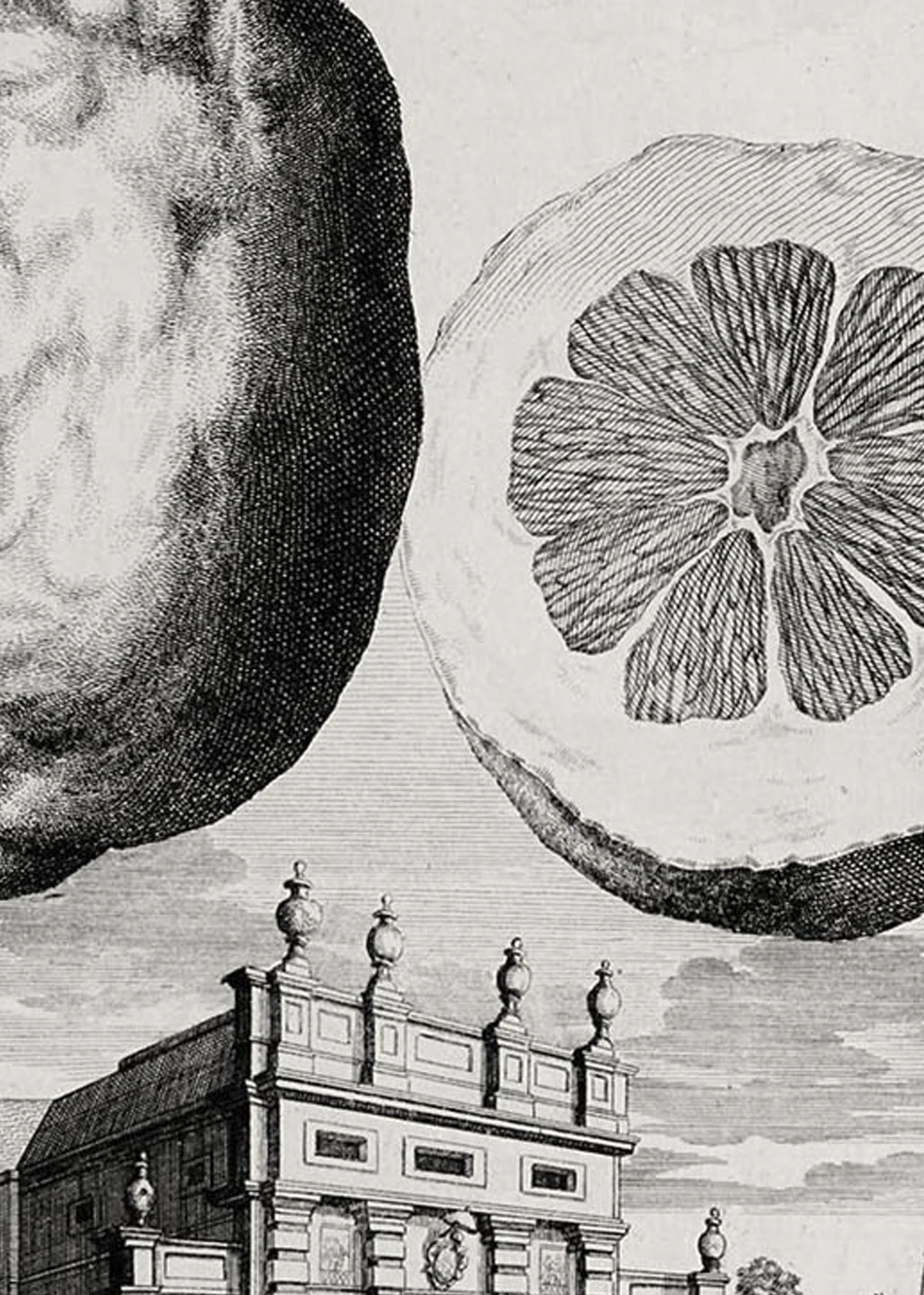 Zoom of illustration of a wrinkled skin lemon by Johann Volkamer.