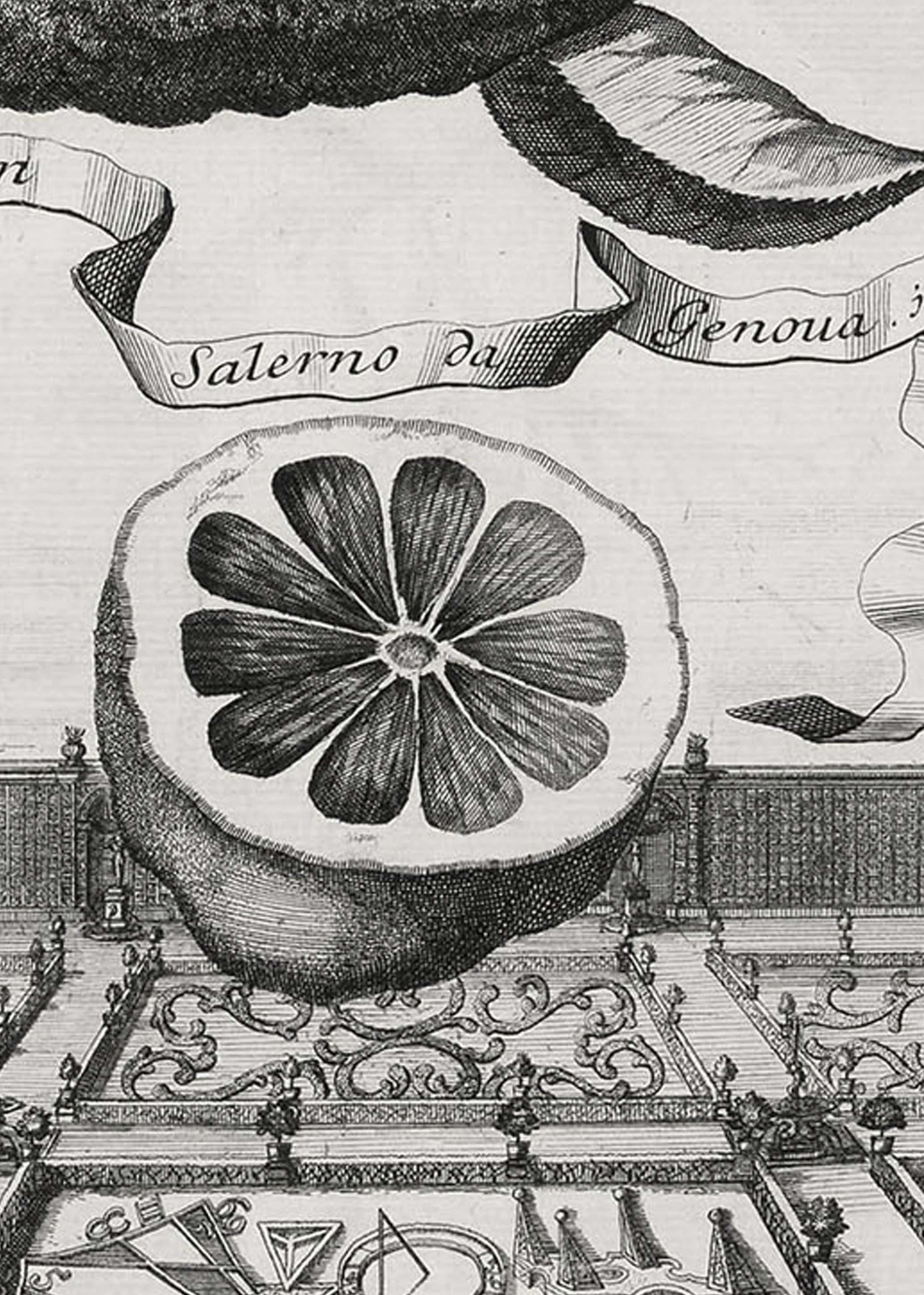 Zoom of illustration of Salerno lemons by Johann Volkamer.