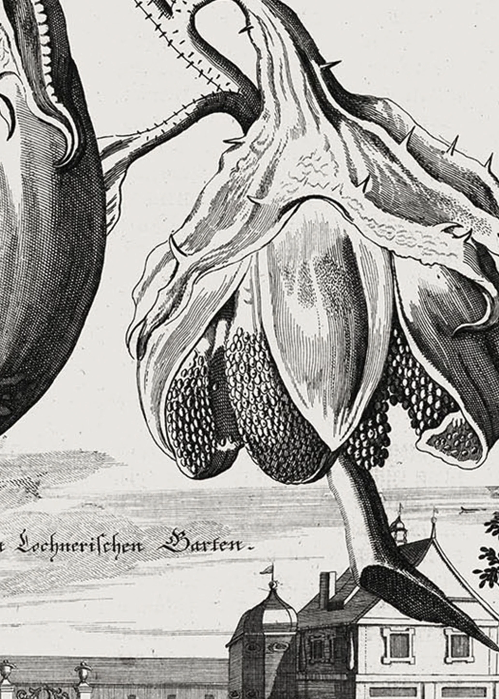Zoom of illustration of an aubergine by Johann Volkamer.