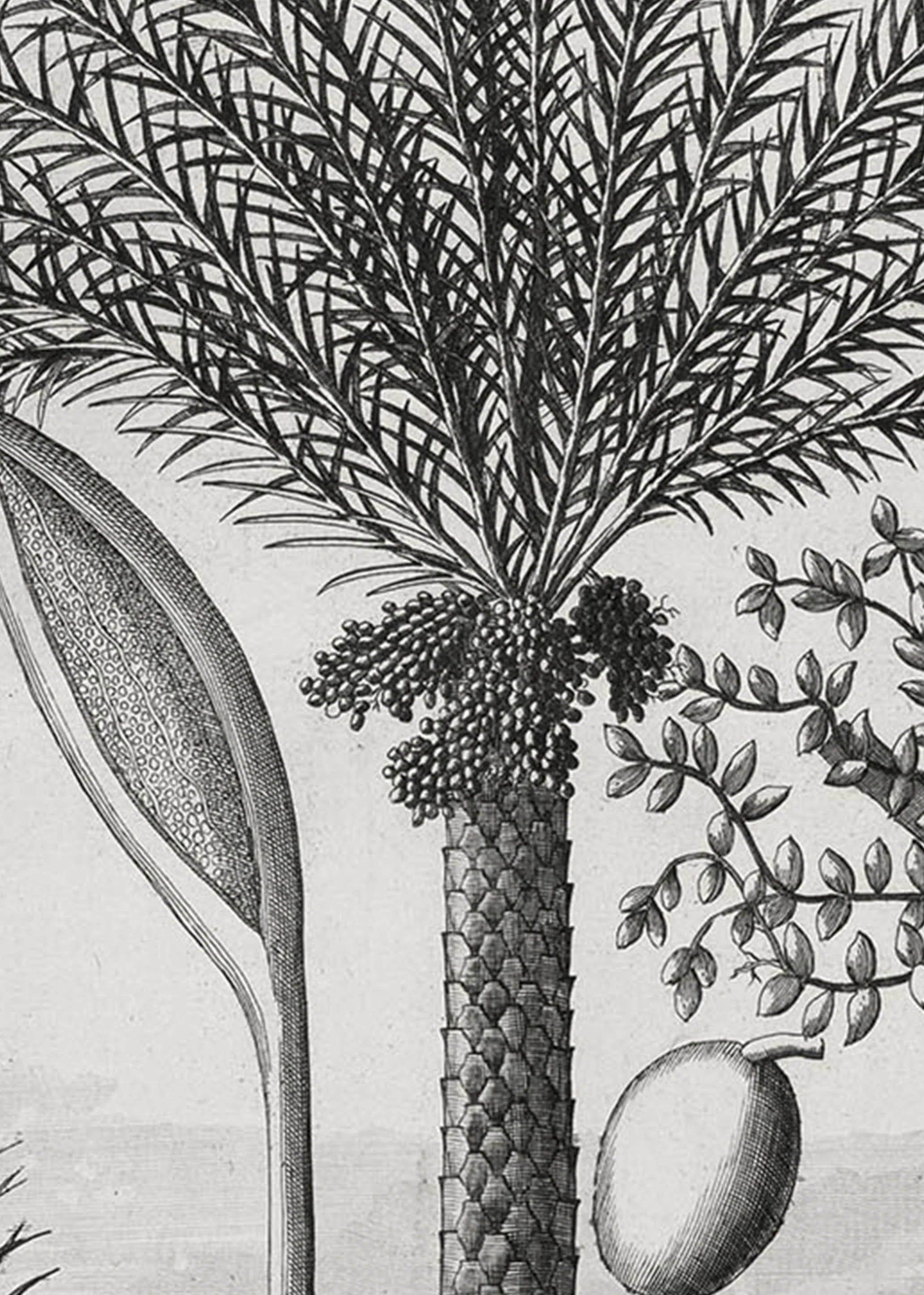 Zoom of illustration of a Nazareth palm by Johann Volkamer.
