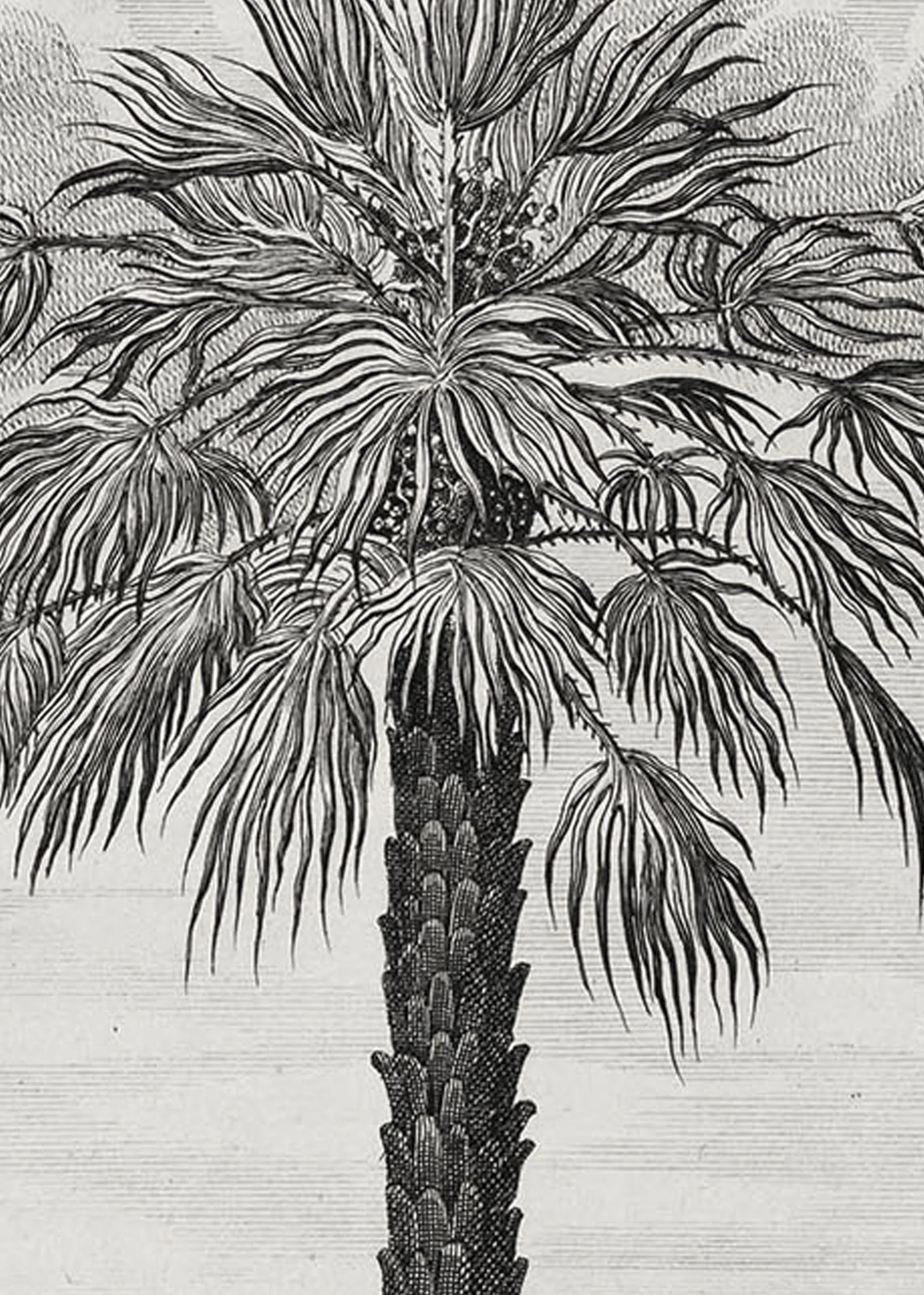 Zoom of illustration of a palm by Johann Volkamer.