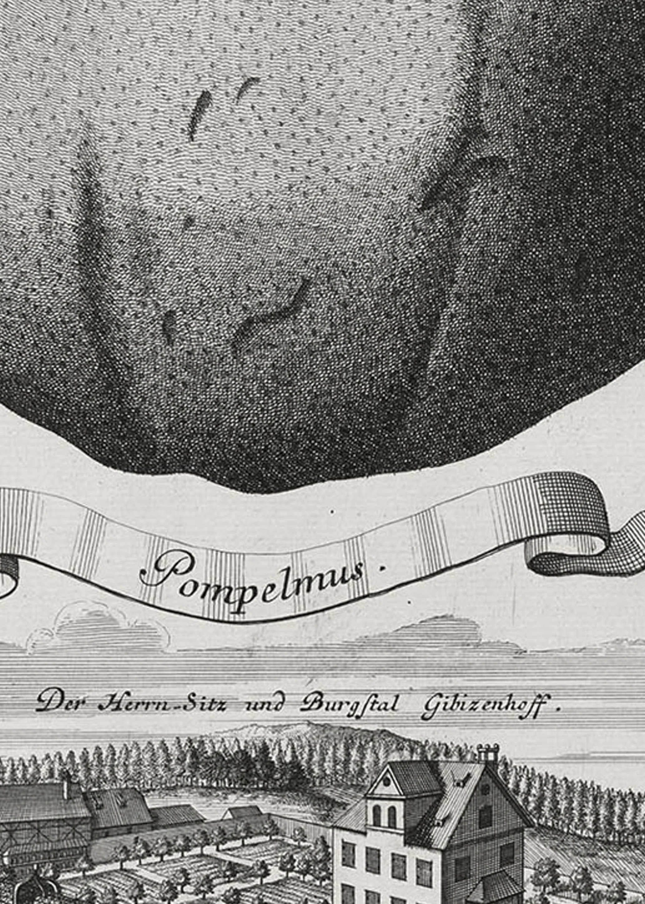 Zoom of illustration of grapefruit (pompelmus) by Johann Volkamer.