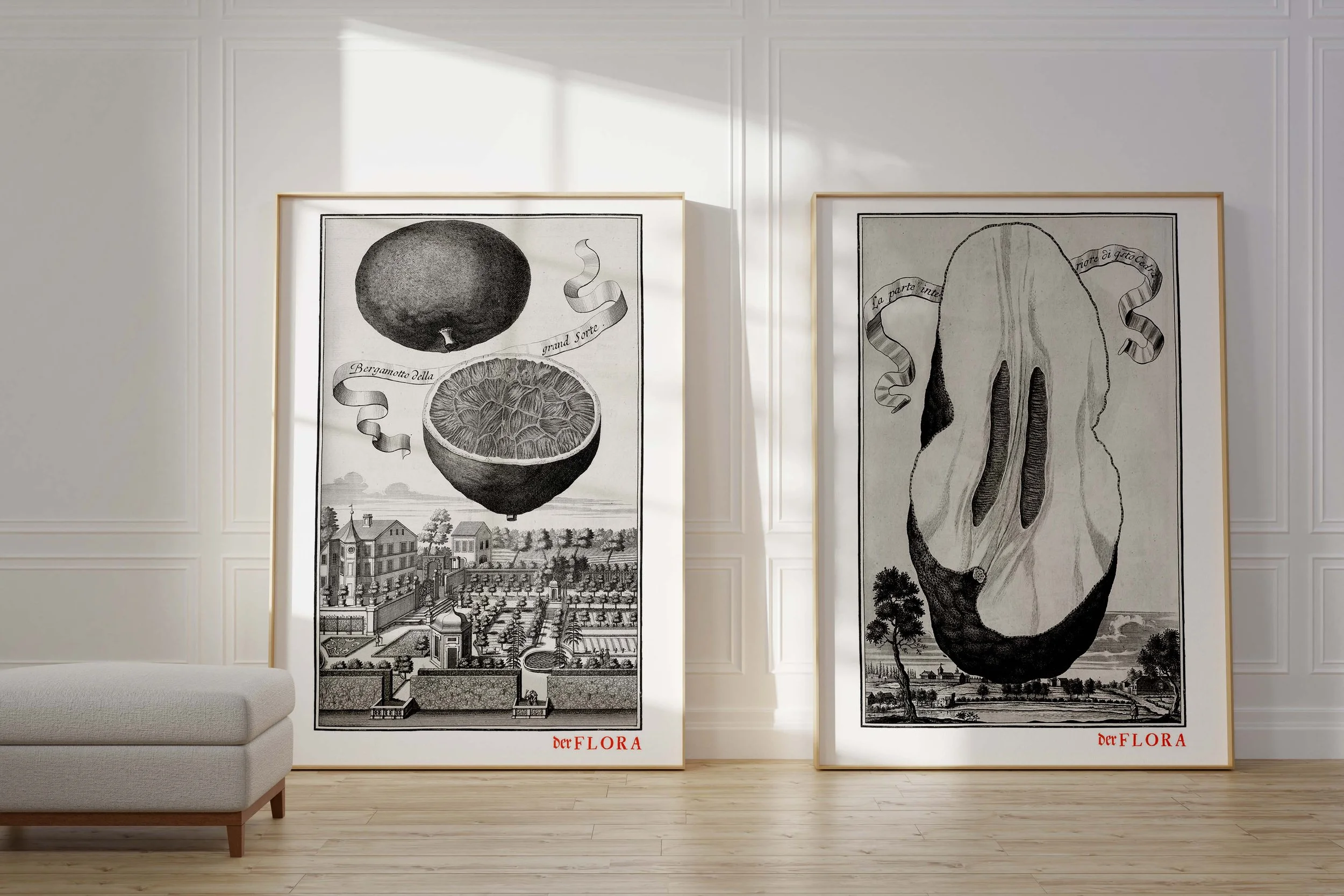 Framed prints of 18th century copperplate illustrations of bitter bergamot citrus and the interior of a citrus by Johann Volkamer