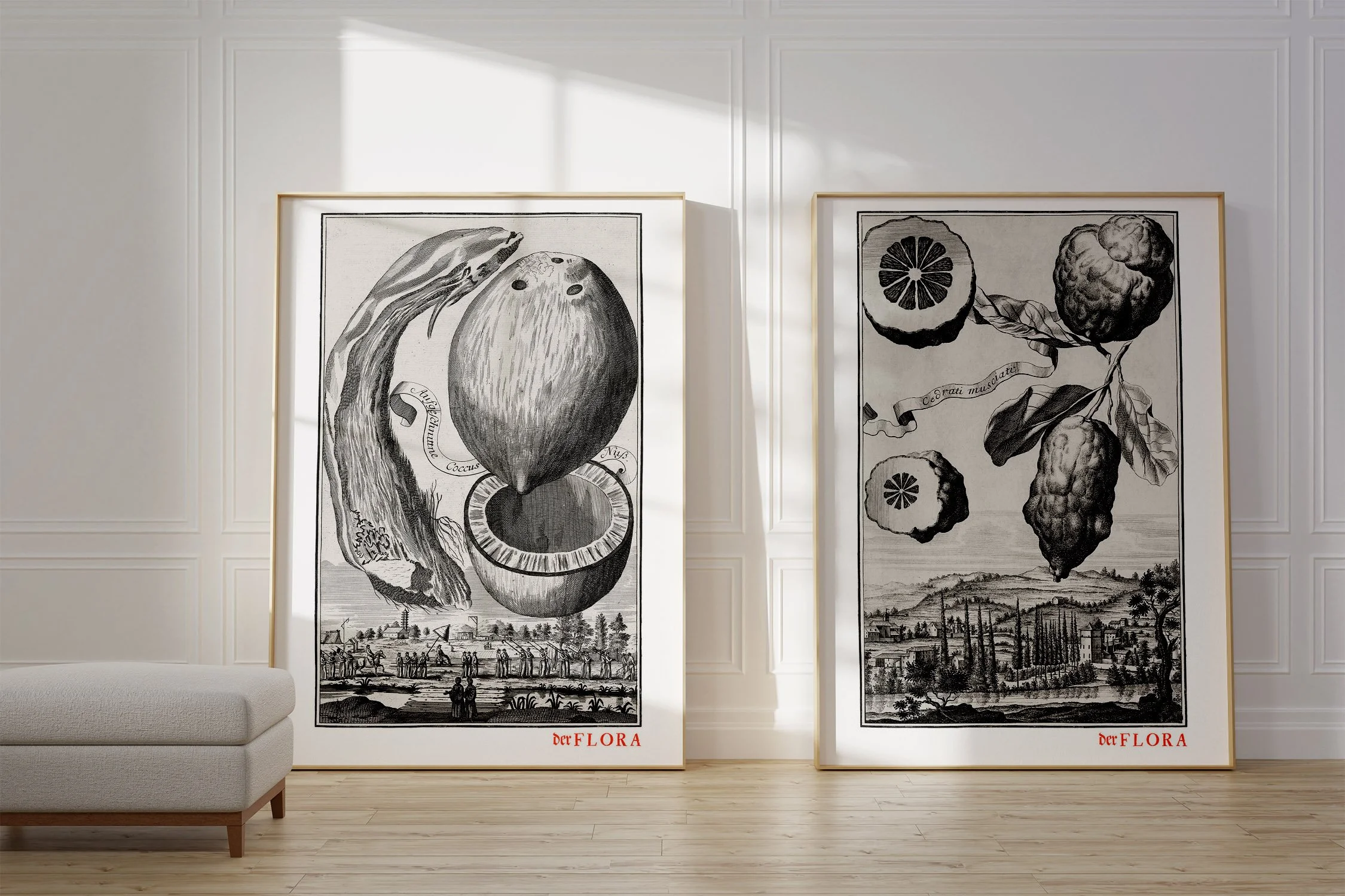 Framed prints of 18th century copperplate illustrations of cedrati musciati and coconut by Johann Volkamer.