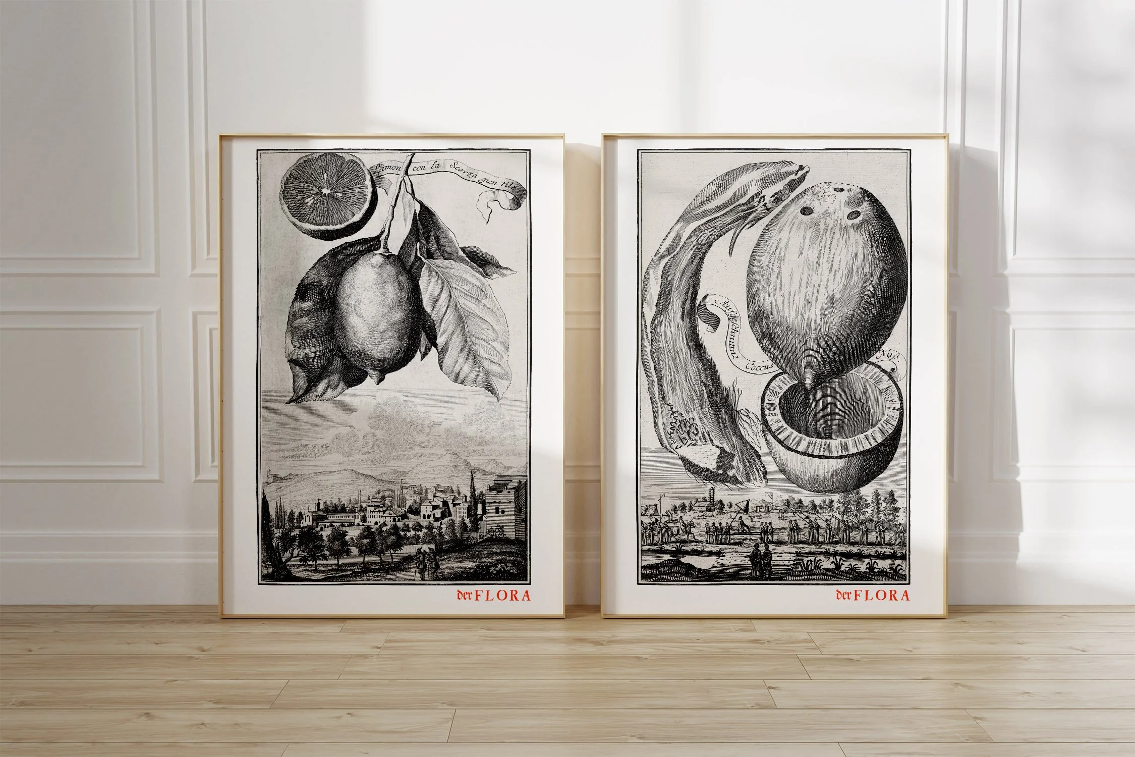 Framed prints of 18th century copperplate illustrations of a lemon with rind and a coconut by Johann Volkamer.