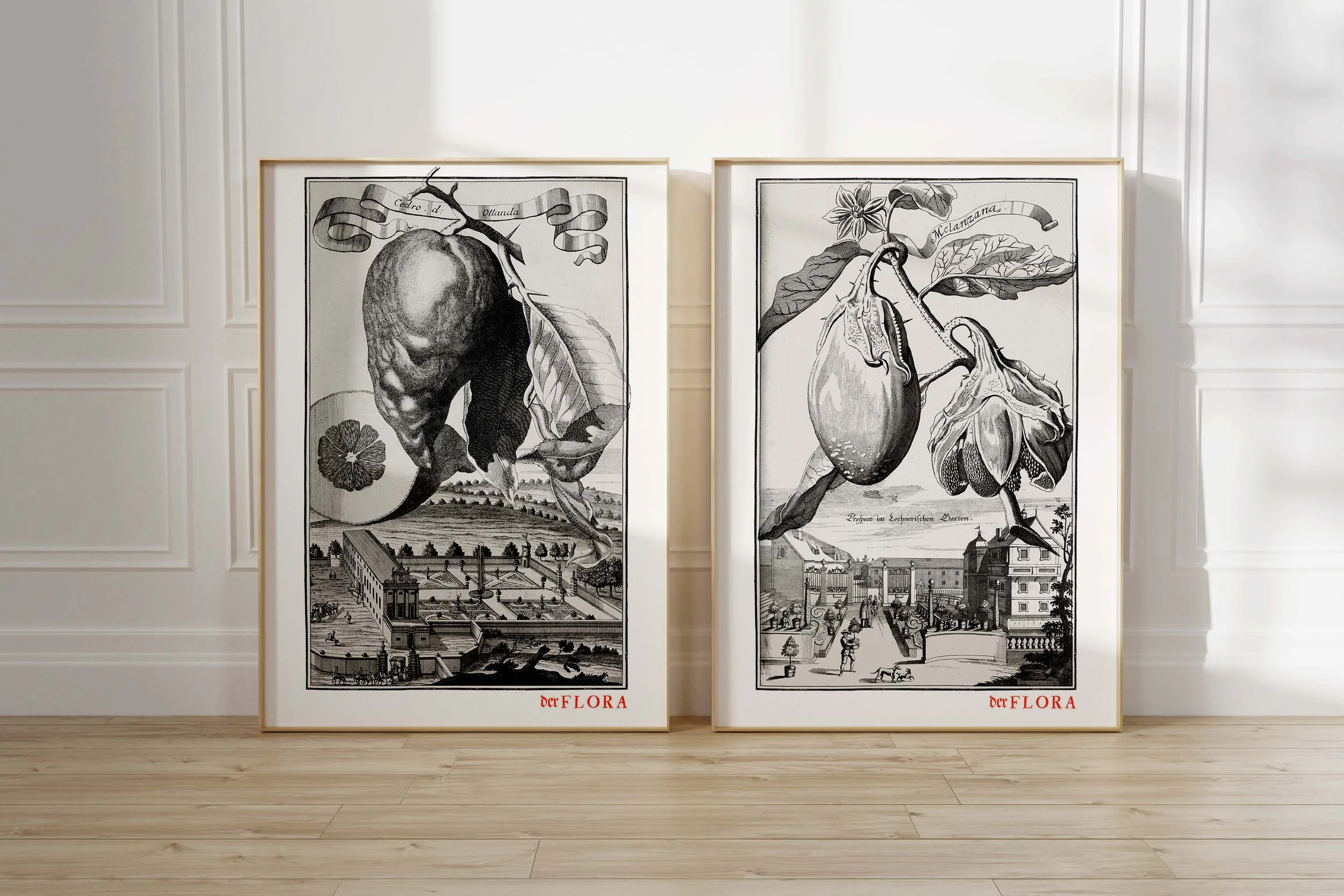 Framed prints of 18th century copperplate illustrations of citron and aubergine by Johann Volkamer.