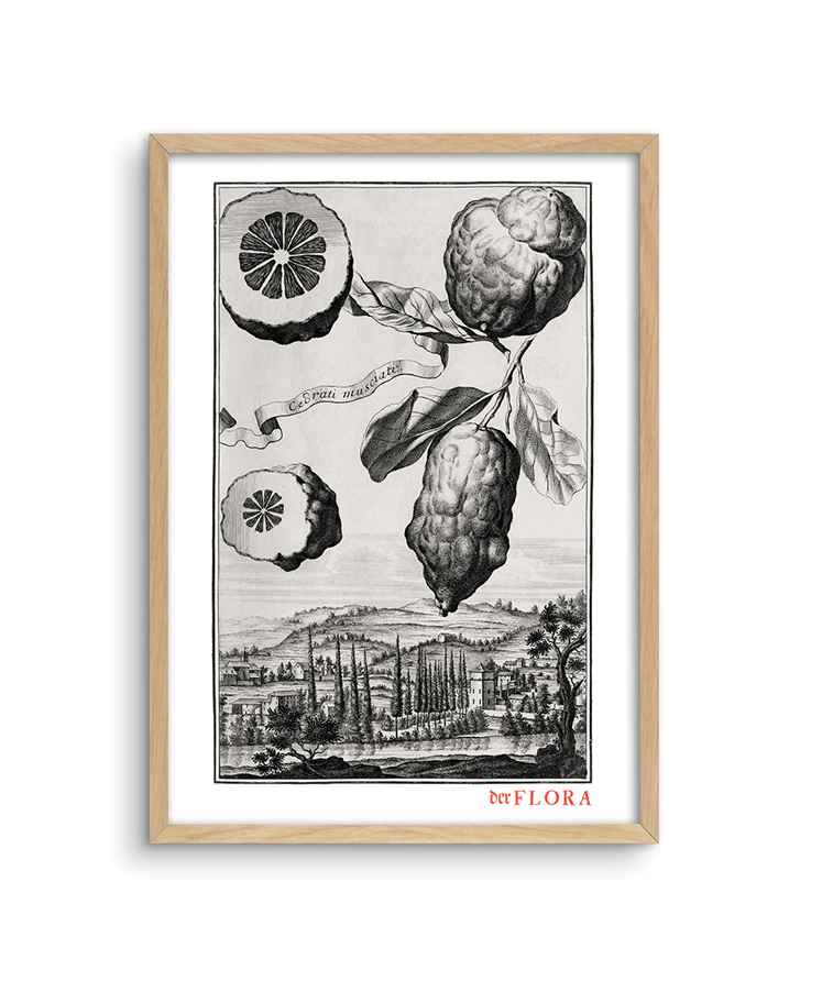Framed print of 18th century copperplate illustration of cedrati musciati by Johann Volkamer.