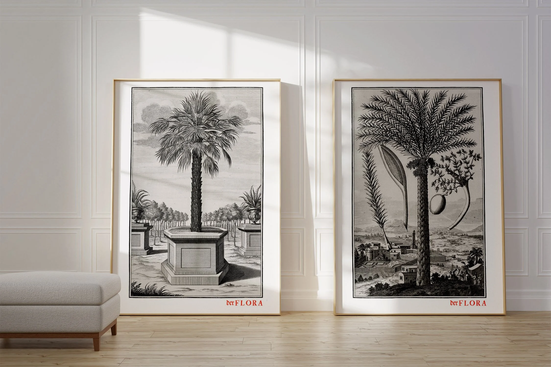 Framed prints of 18th century copperplate illustrations of two types of palms by Johann Volkamer.
