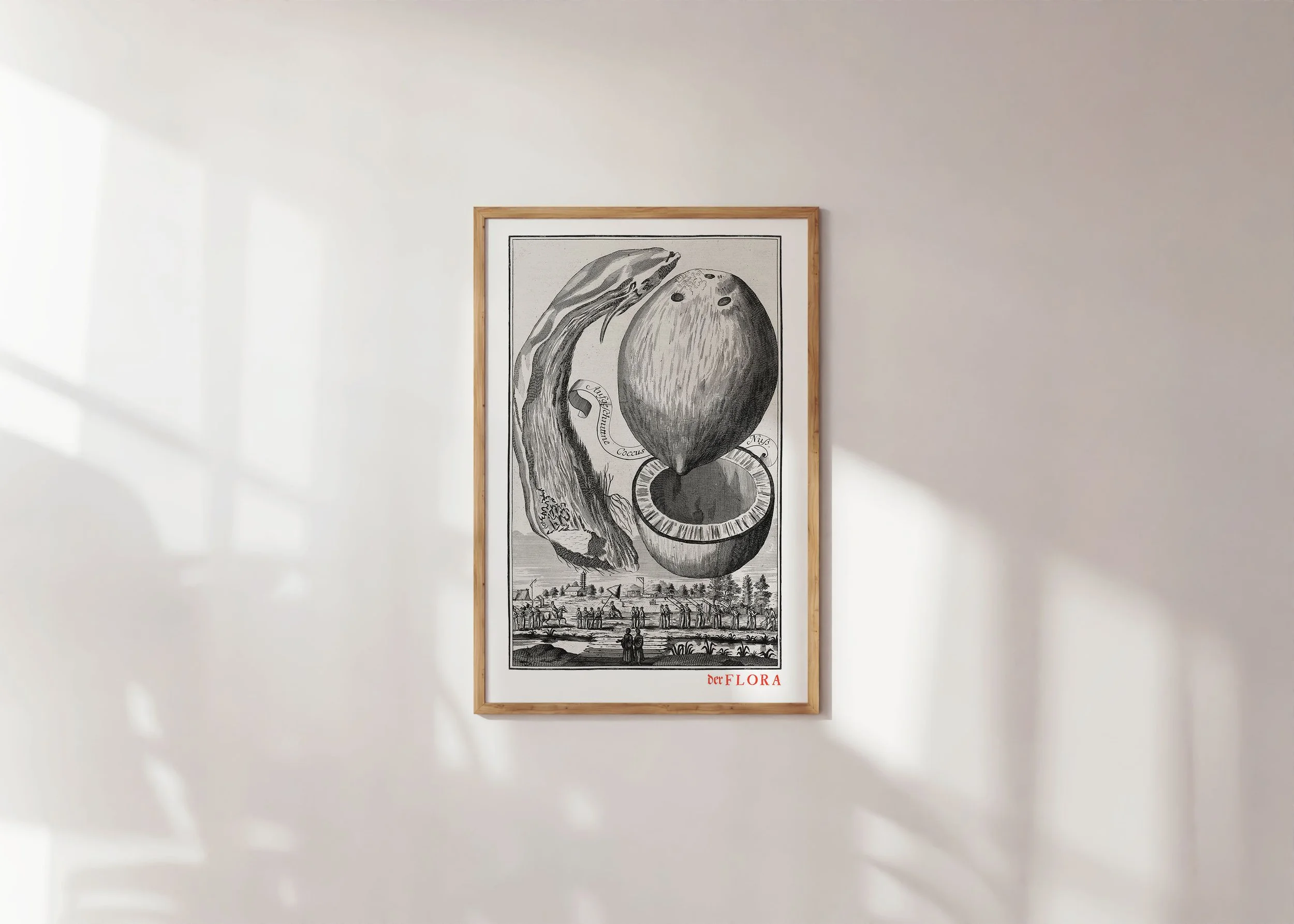 Framed print of 18th century copperplate illustration of coconut by Johann Volkamer.