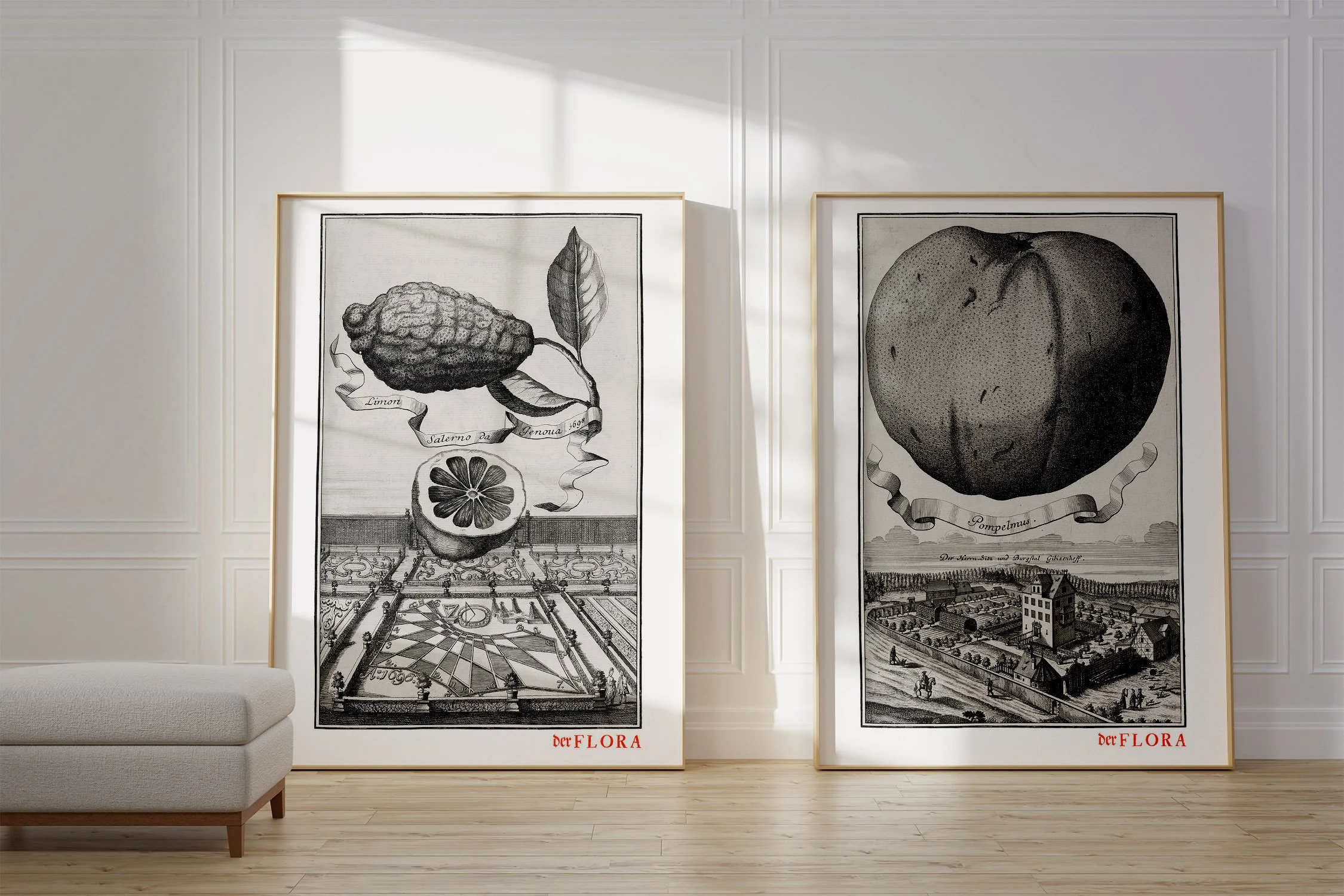 Framed prints of 18th century copperplate illustrations of grapefruit (pompelmus) and lemon (Limone Salerno) by Johann Volkamer.