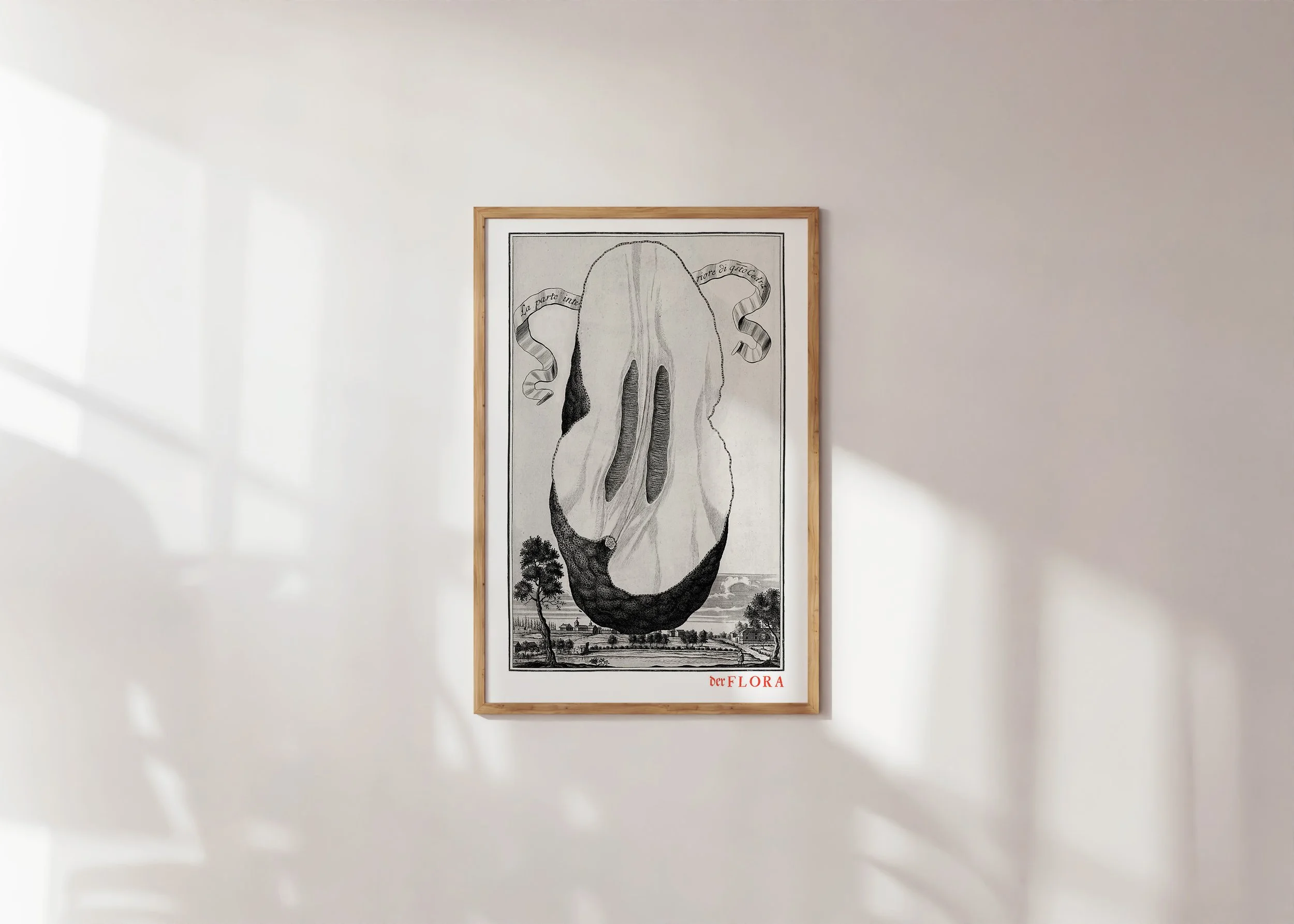 Framed print of 18th century copperplate illustration of the inner part of citrus by Johann Volkamer.