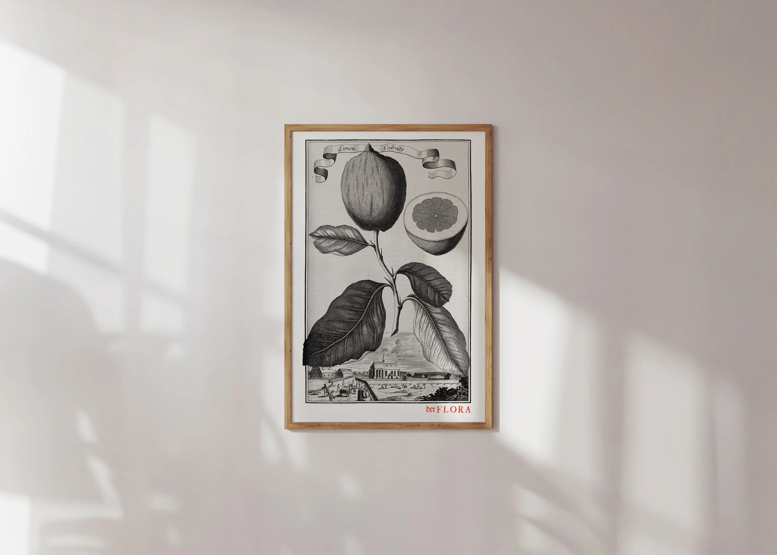 Framed print of 18th century copperplate illustration of a cherry lemon by Johann Volkamer.