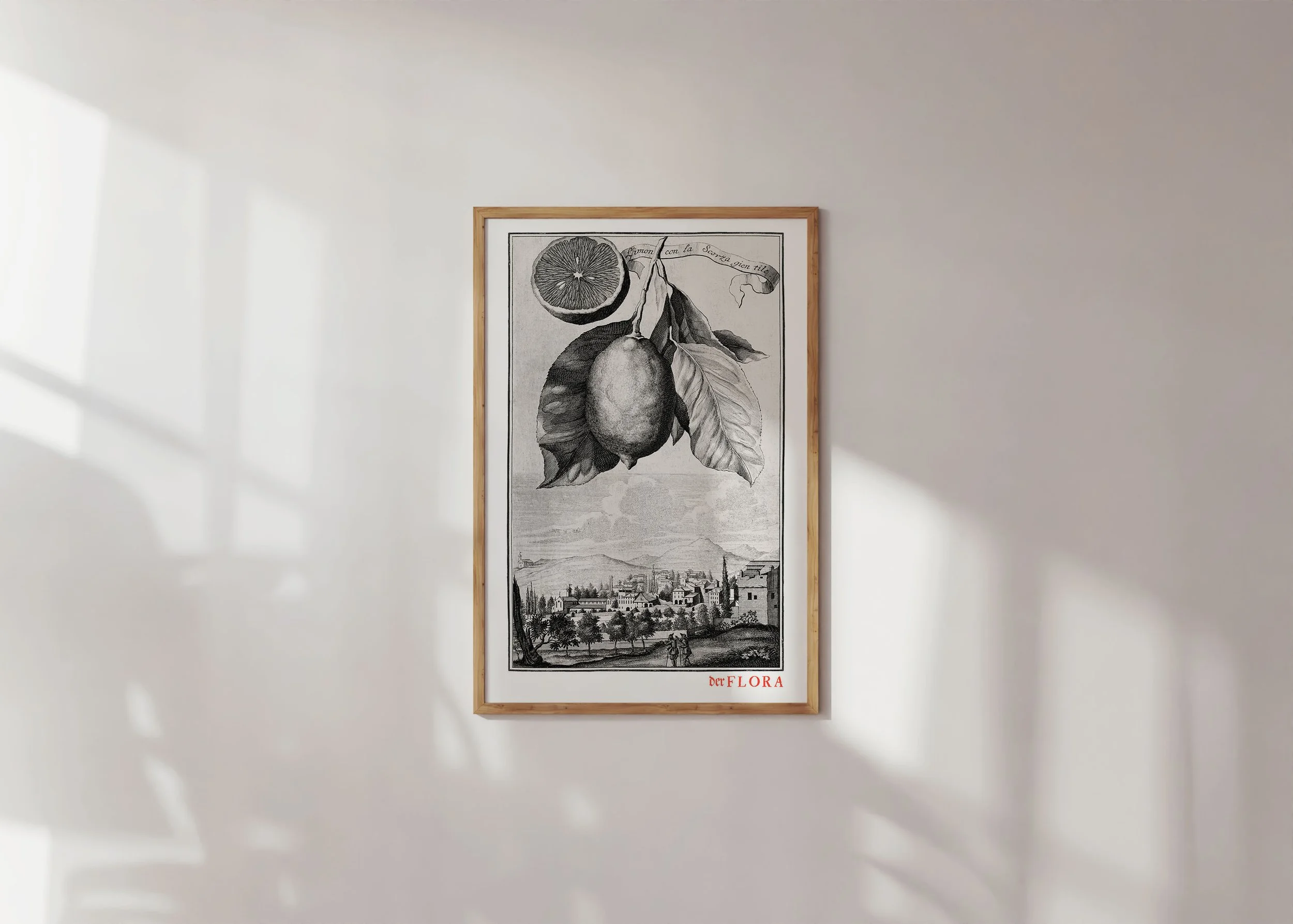 Framed print of 18th century copperplate illustration of a lemon with rind by Johann Volkamer.