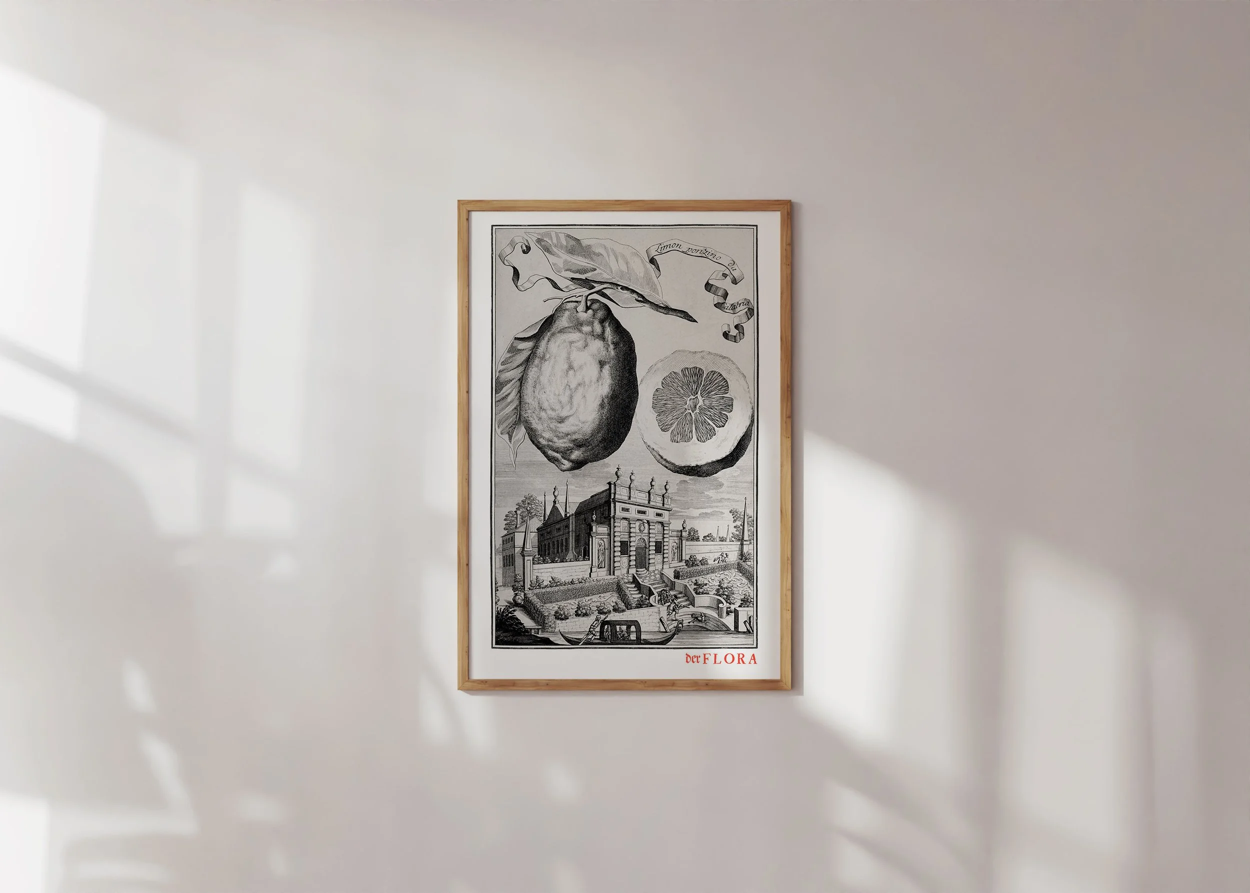 Framed print of 18th century copperplate illustration of a wrinkled skin lemon by Johann Volkamer.