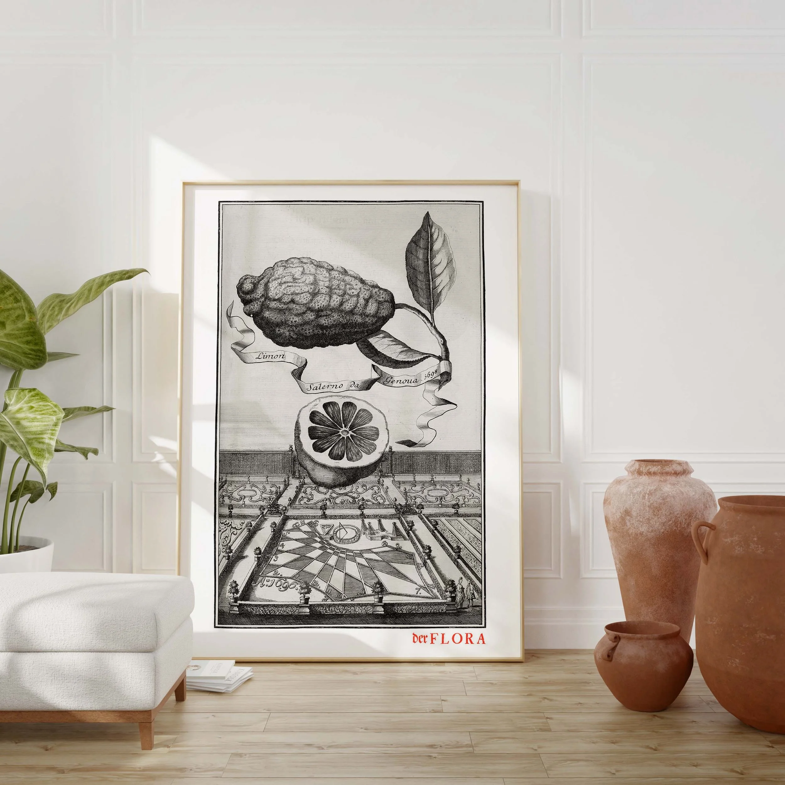 Framed print of 18th century copperplate illustration of Salerno lemons by Johann Volkamer.