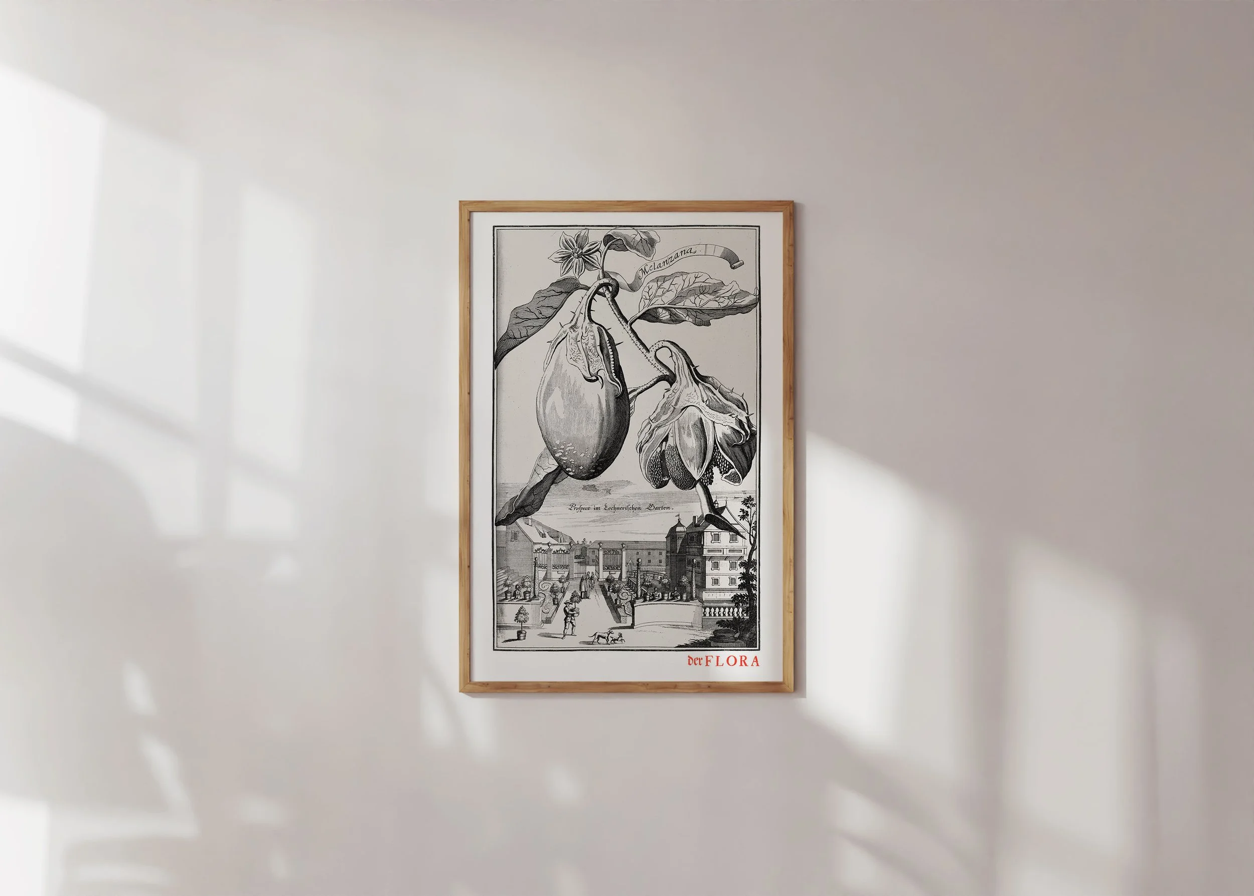 Framed print of 18th century copperplate illustration of an aubergine by Johann Volkamer.