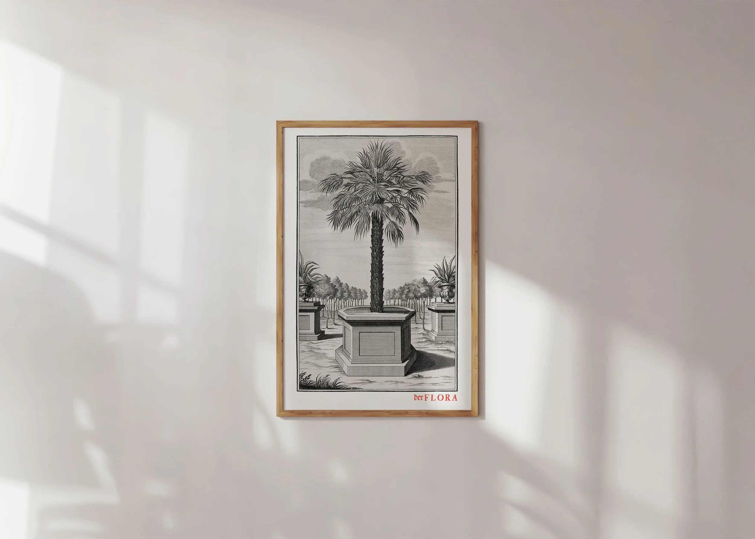 Framed print of 18th century copperplate illustration of a palm by Johann Volkamer.