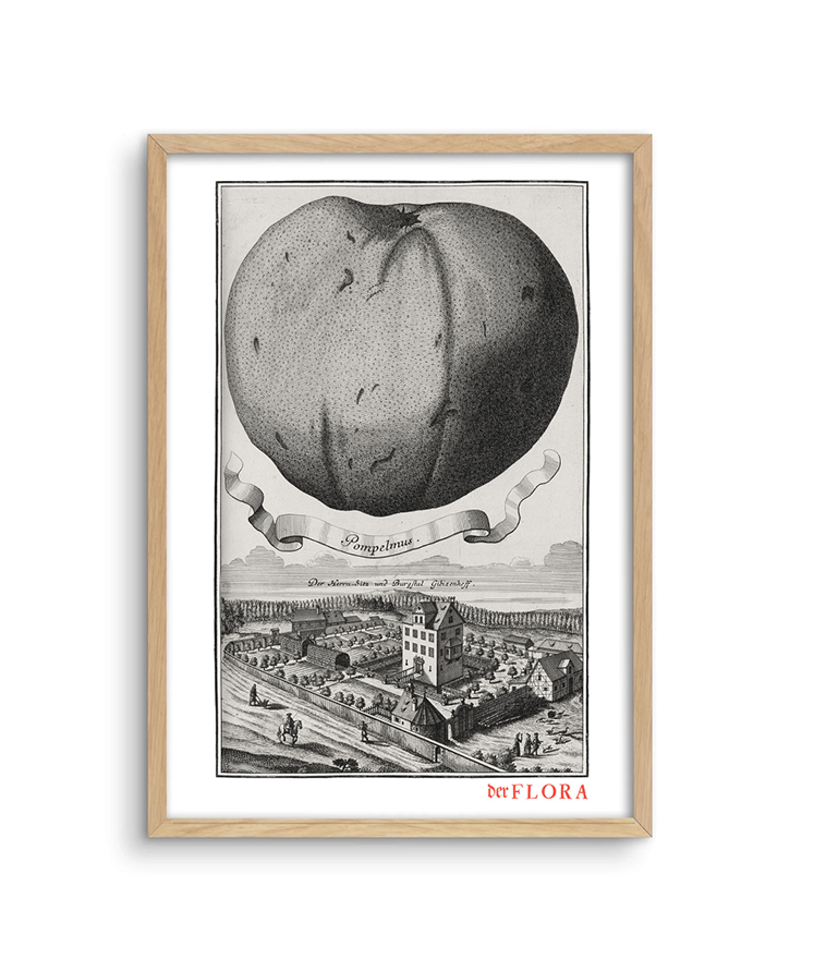 Framed print of 18th century copperplate illustration of grapefruit (pompelmus) by Johann Volkamer.