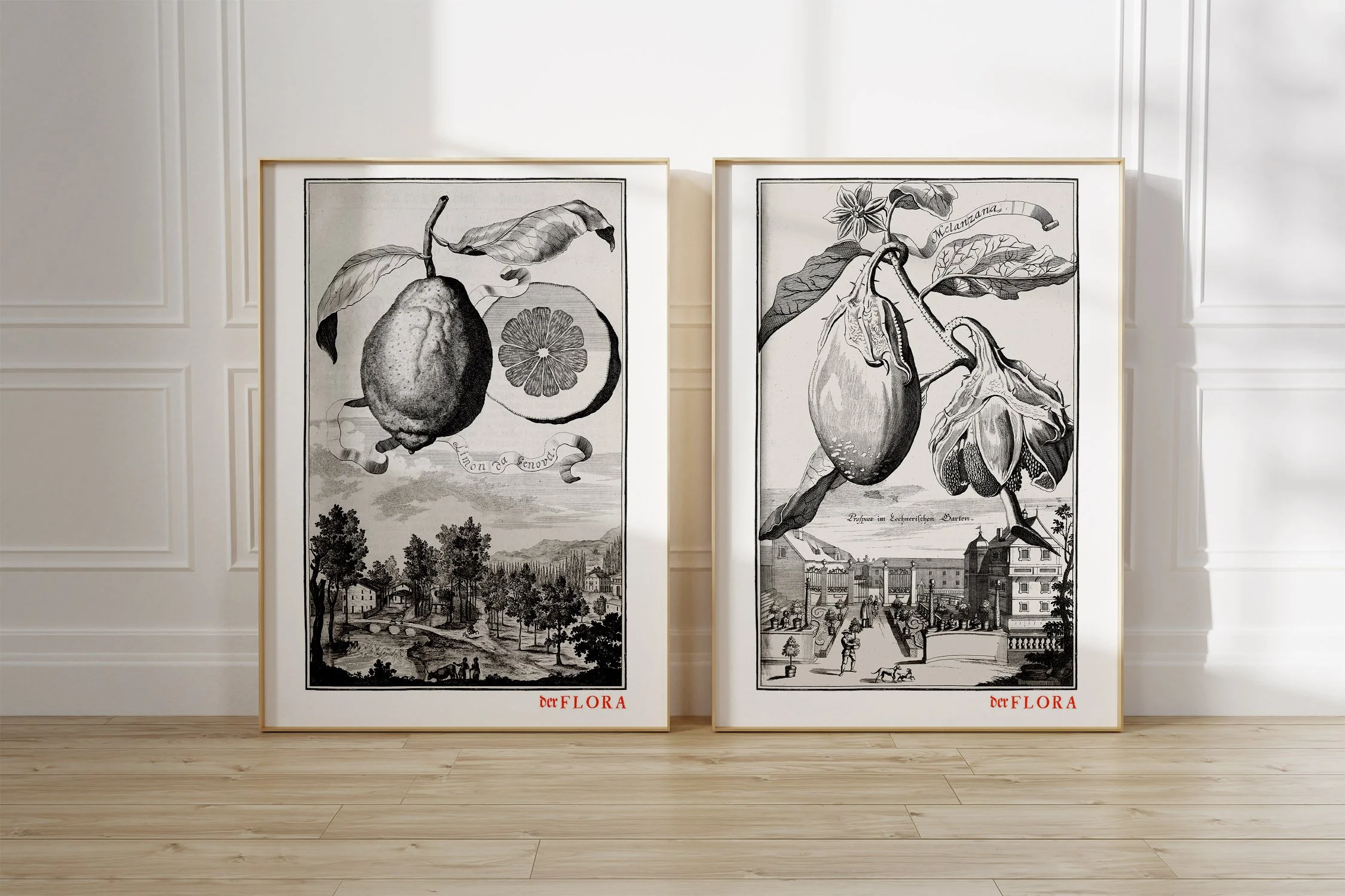 Framed prints of 18th century copperplate illustrations of a Genoa lemon and an aubergine by Johann Volkamer.