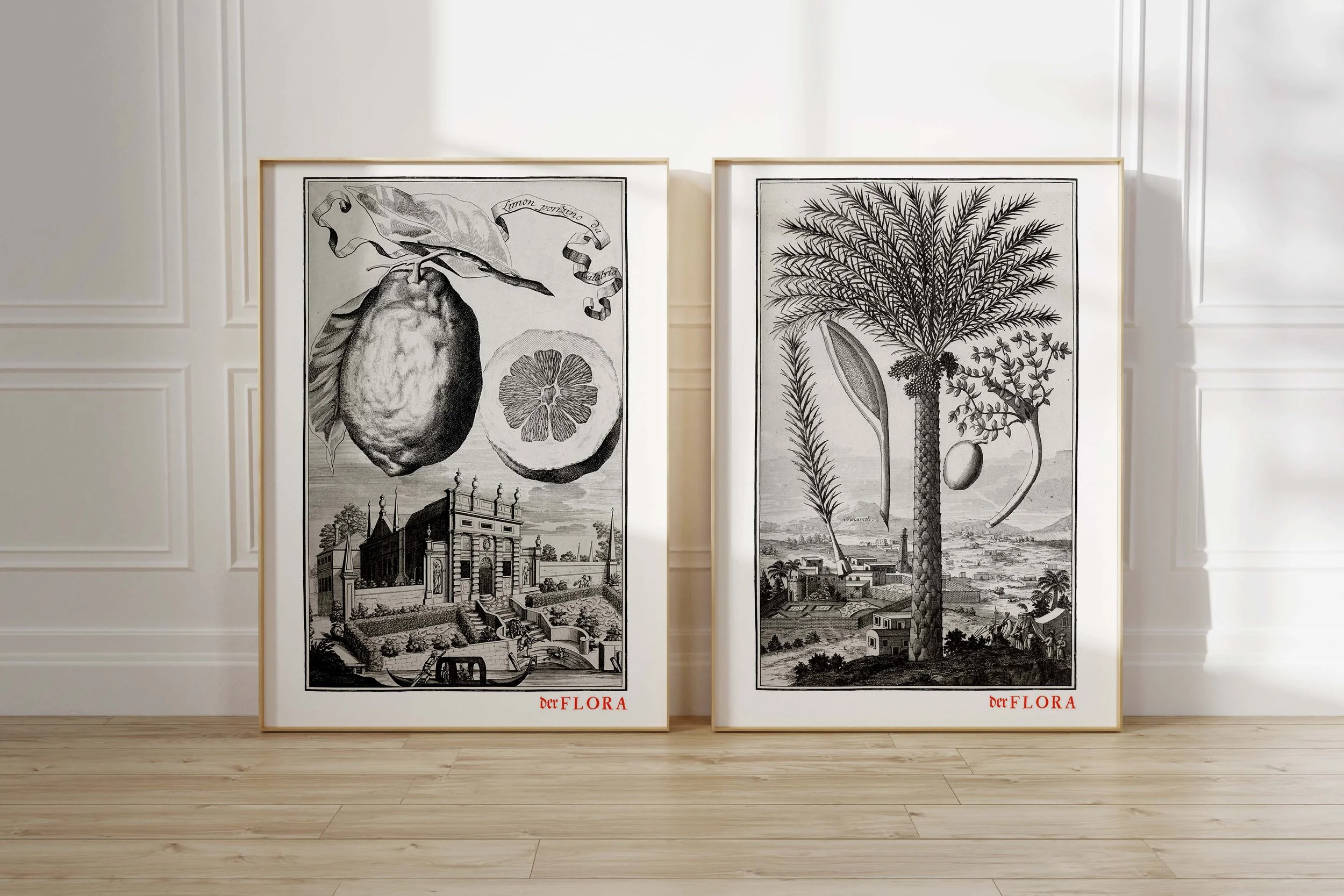 Framed prints of 18th century copperplate illustrations of a wrinkled skin lemon and a Nazareth palm by Johann Volkamer.