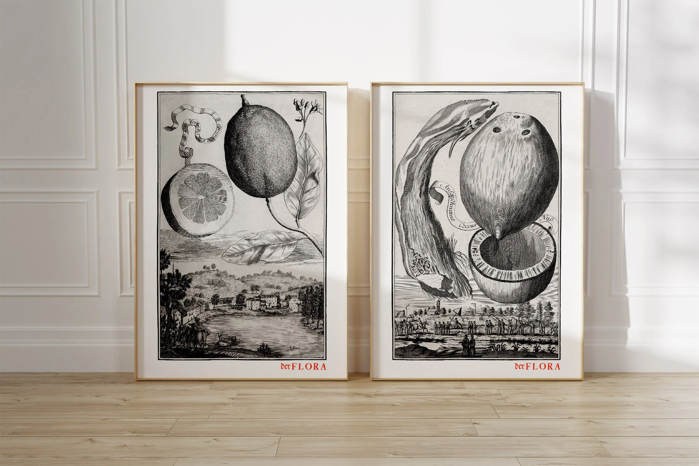 Framed prints of 18th century copperplate illustrations of citron and coconut by Johann Volkamer.