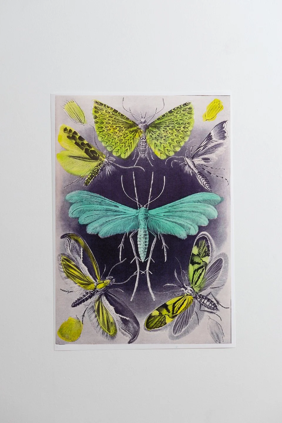 TINIDEA CHARTREUSE TURQUOISE