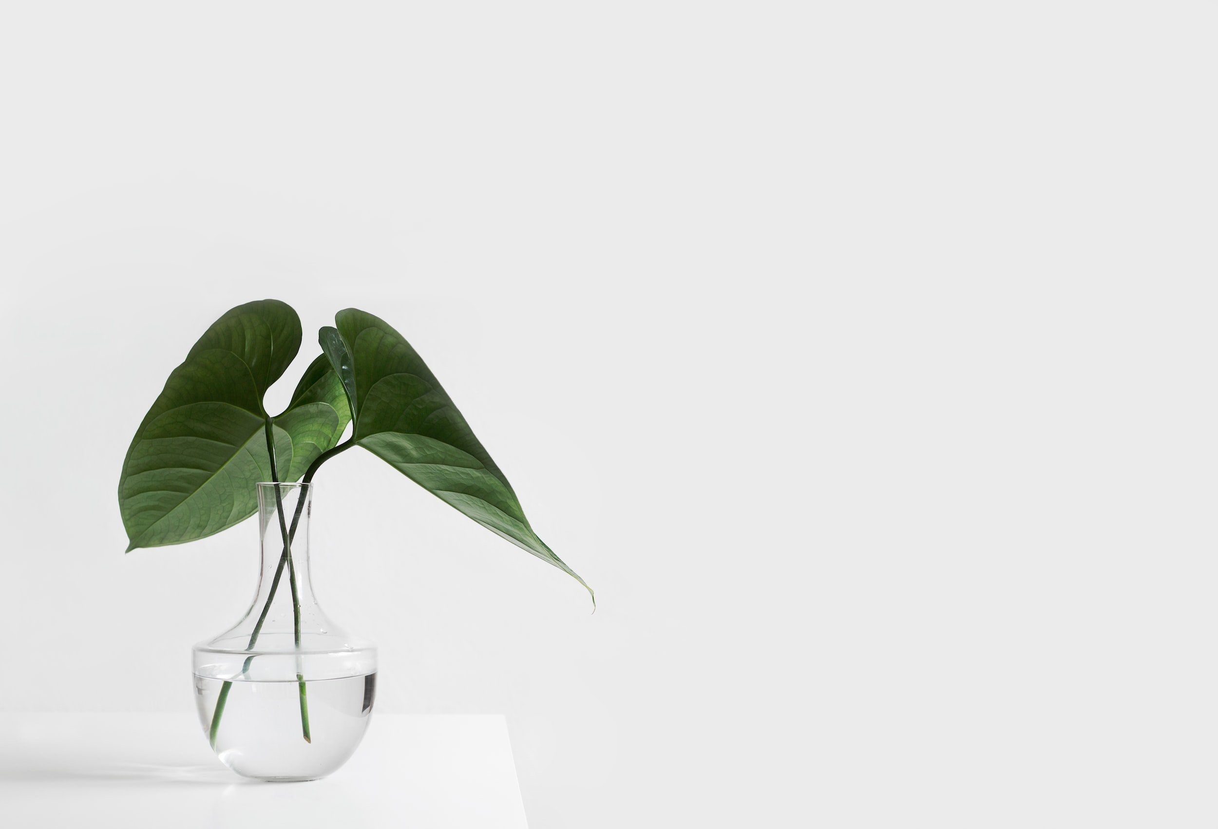 unsplash-image-x2Tmfd1-SgA.jpg