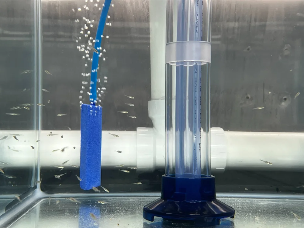 Juvenile fish 1.jpeg