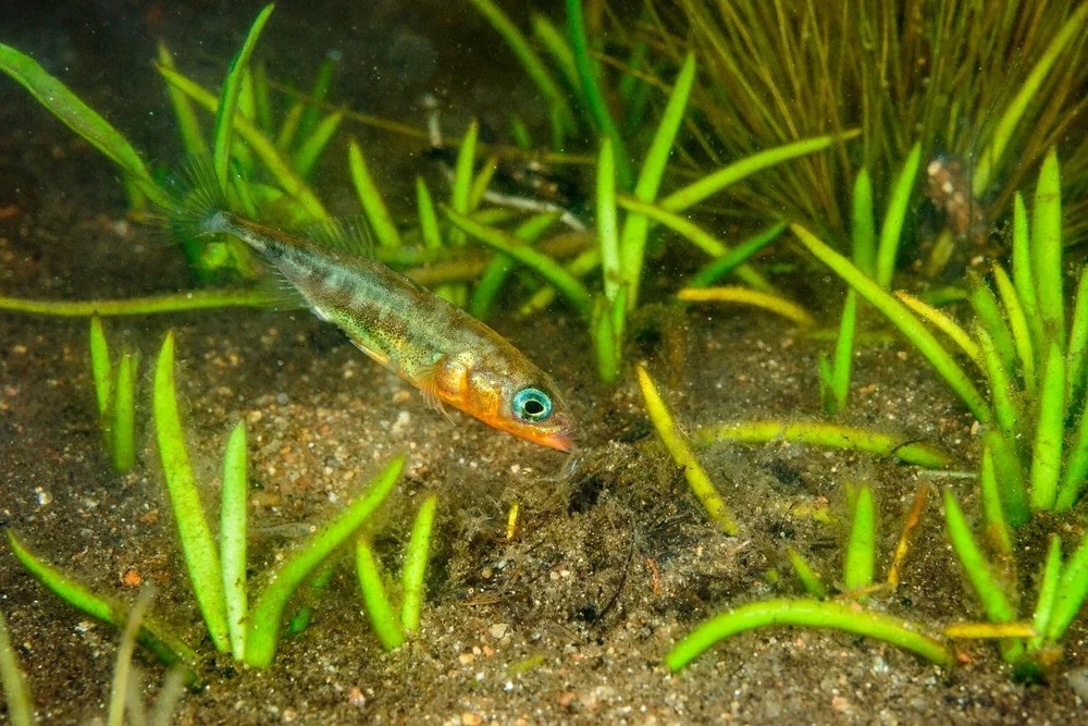 Three-spined Stickleback-5275.jpeg
