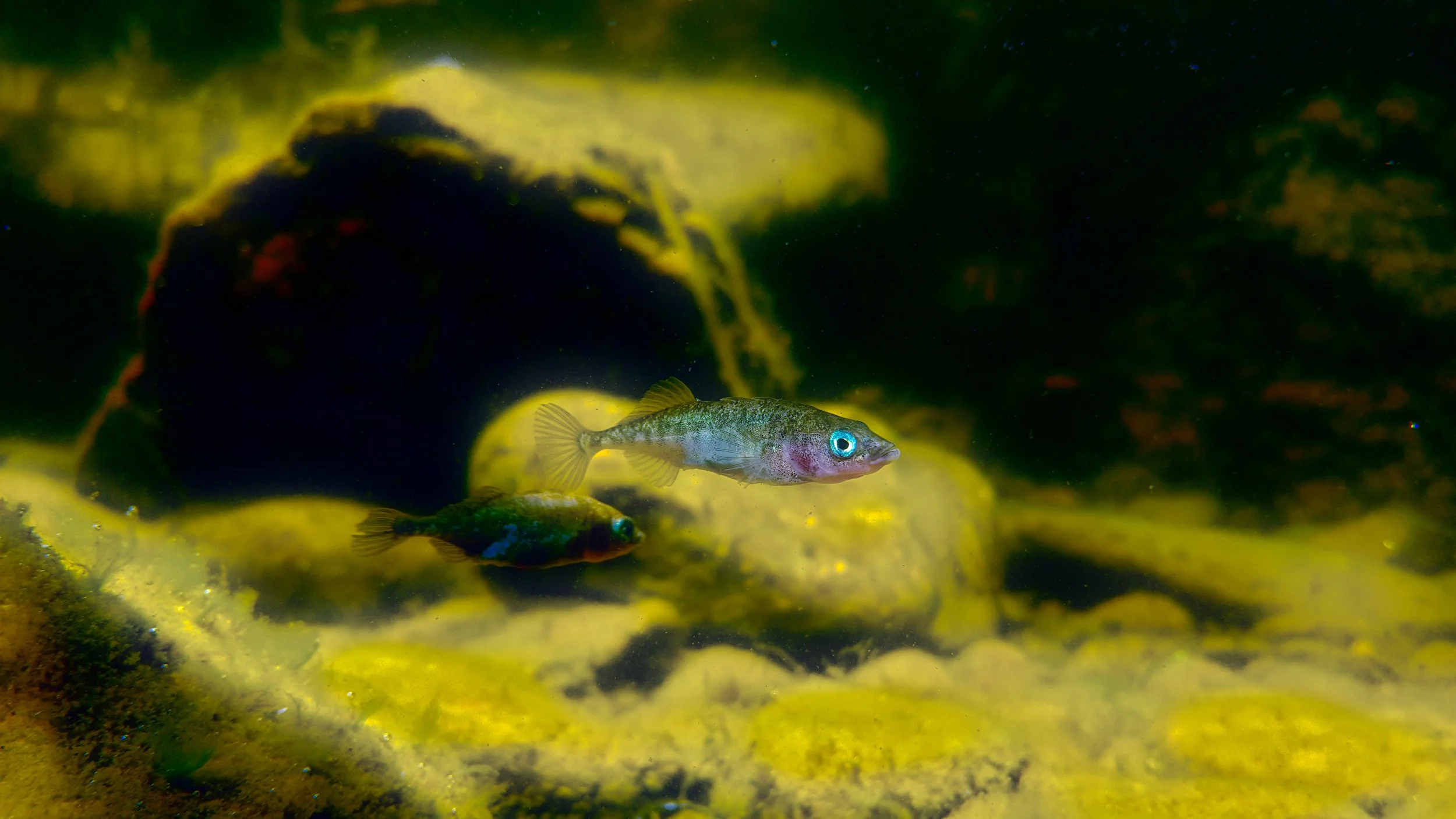 Sticklebear About Stickleback — Stickleback stock center