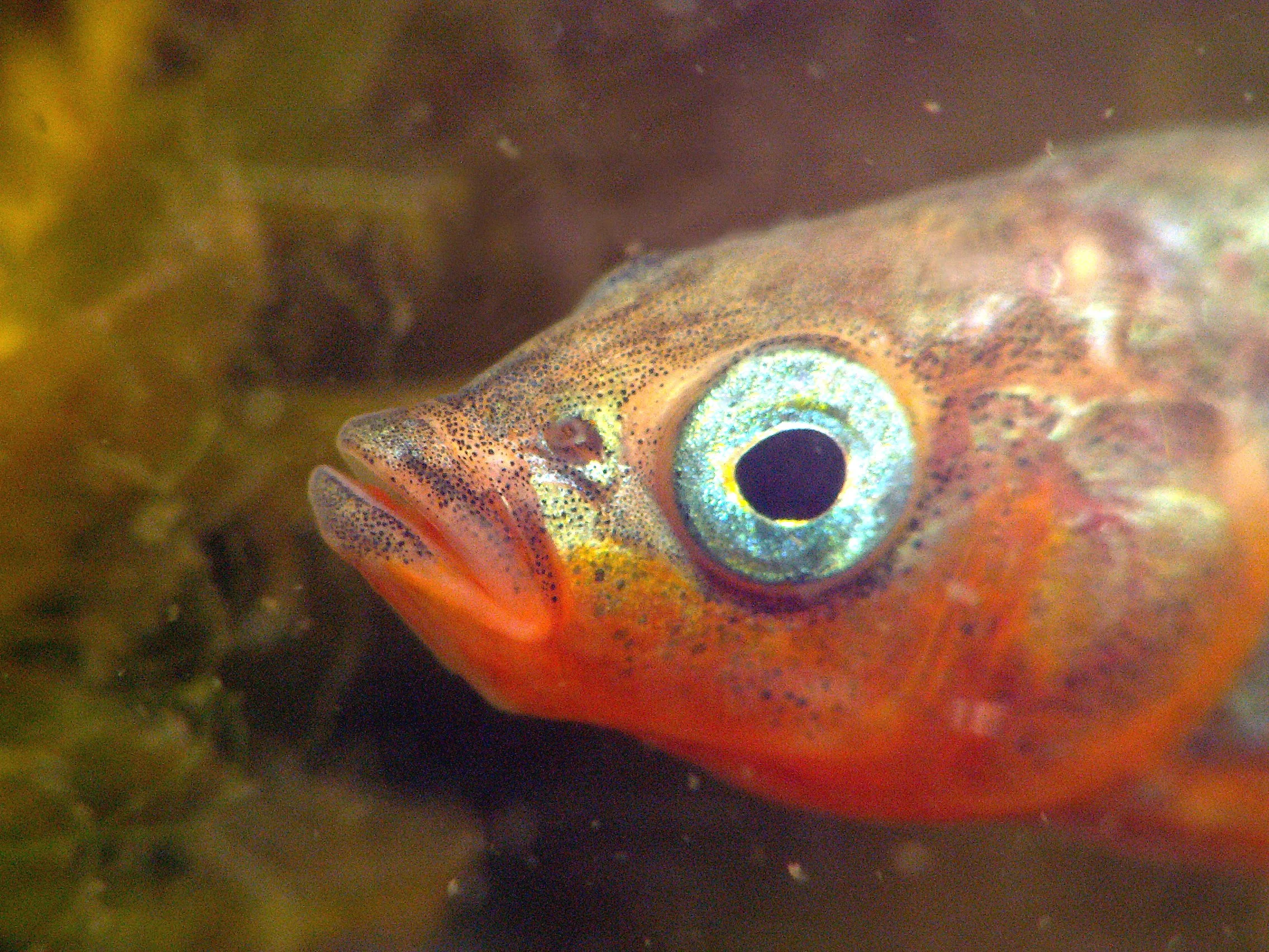 Scoring Fibrosis in Fresh Stickleback